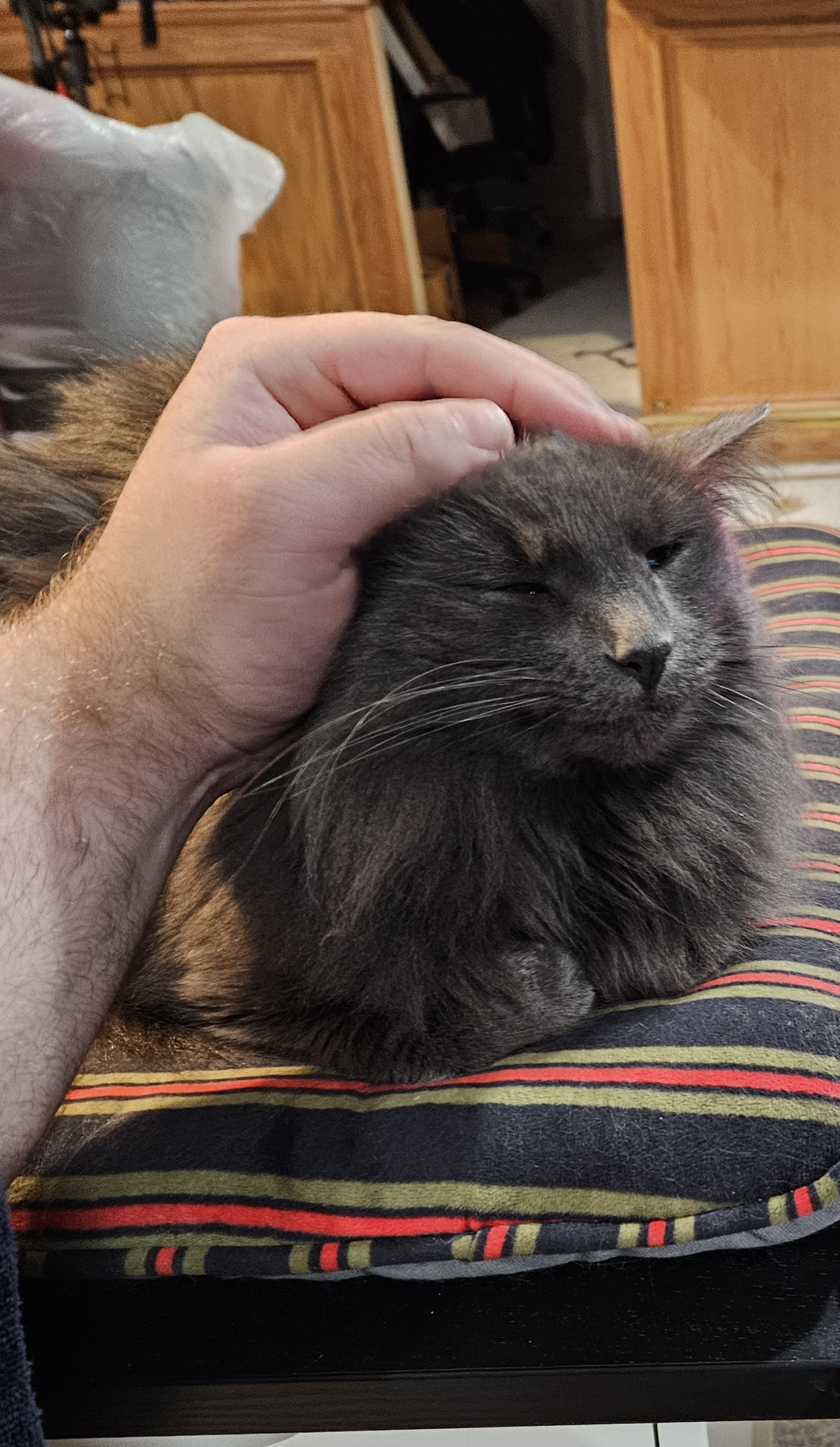 Yzma, the Empress, Enjoying Her Well-Deserved Head Scratches