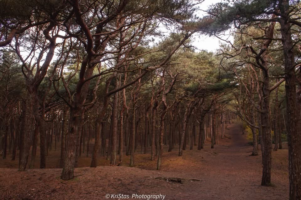 A Serene Forest Escape