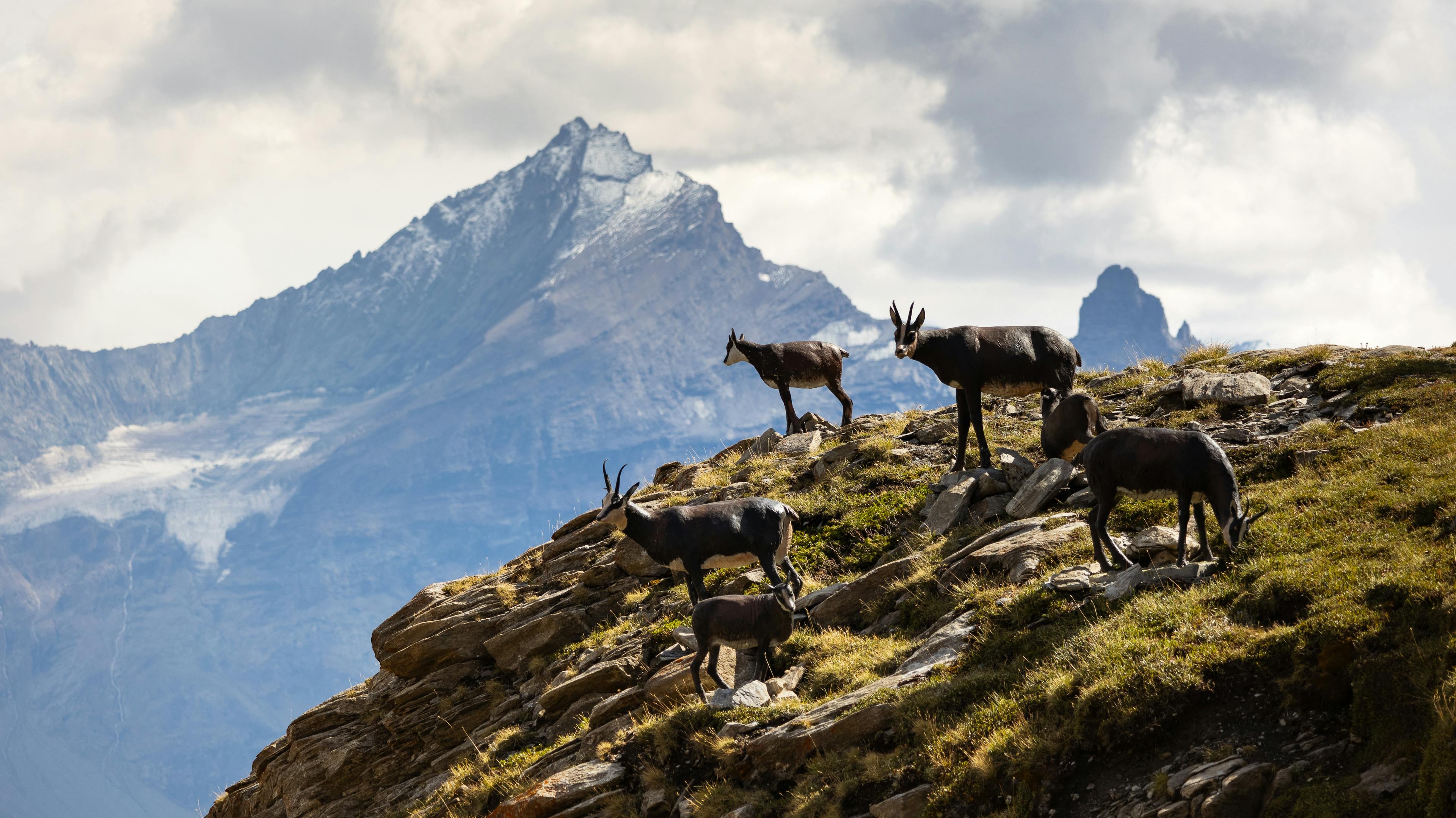 Breathtaking Alpine Grazing Grounds in Nature