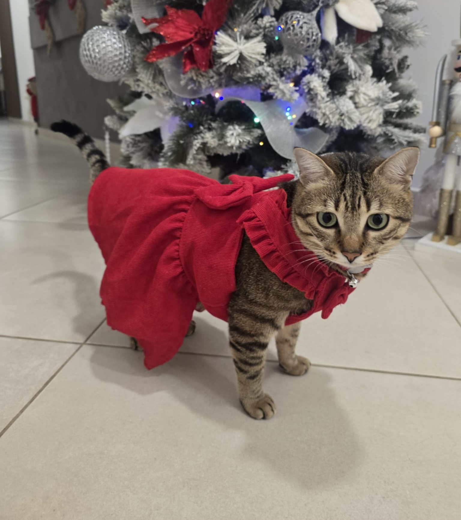 Happy Christmas! May Santa Fill Your Stockings with Treats!