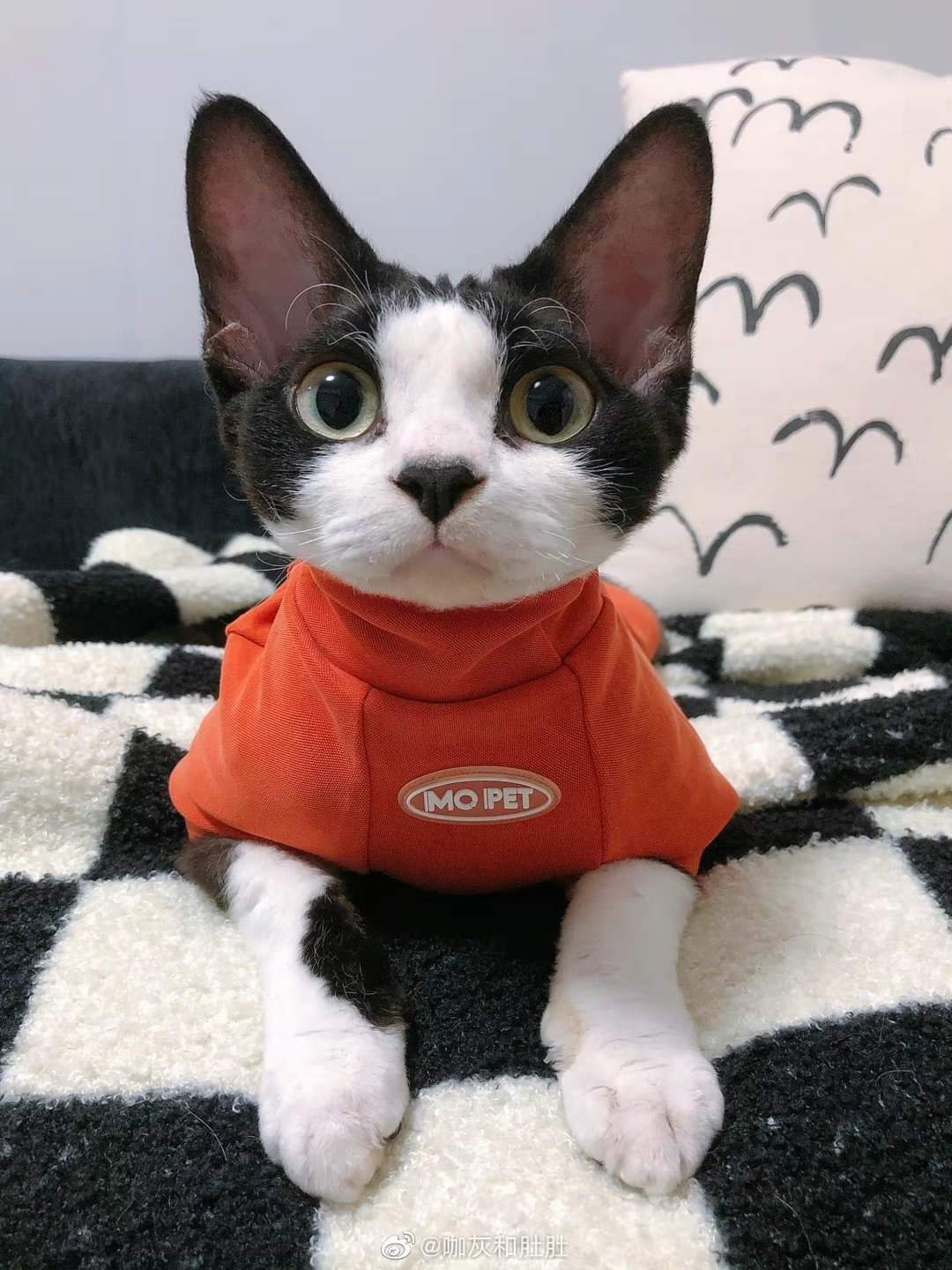Is This Catty Behavior?