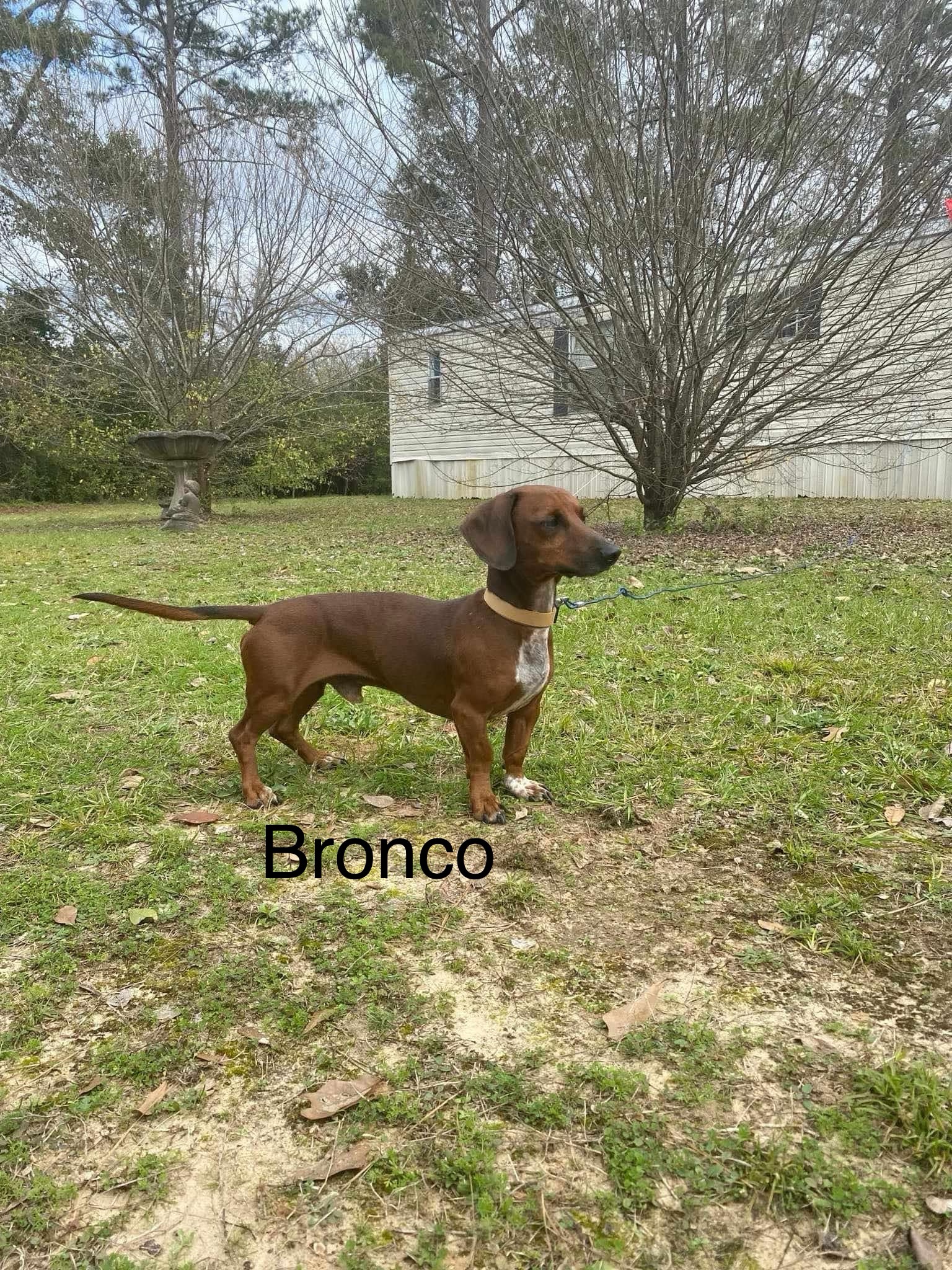 Meet Bronco: the spirited companion