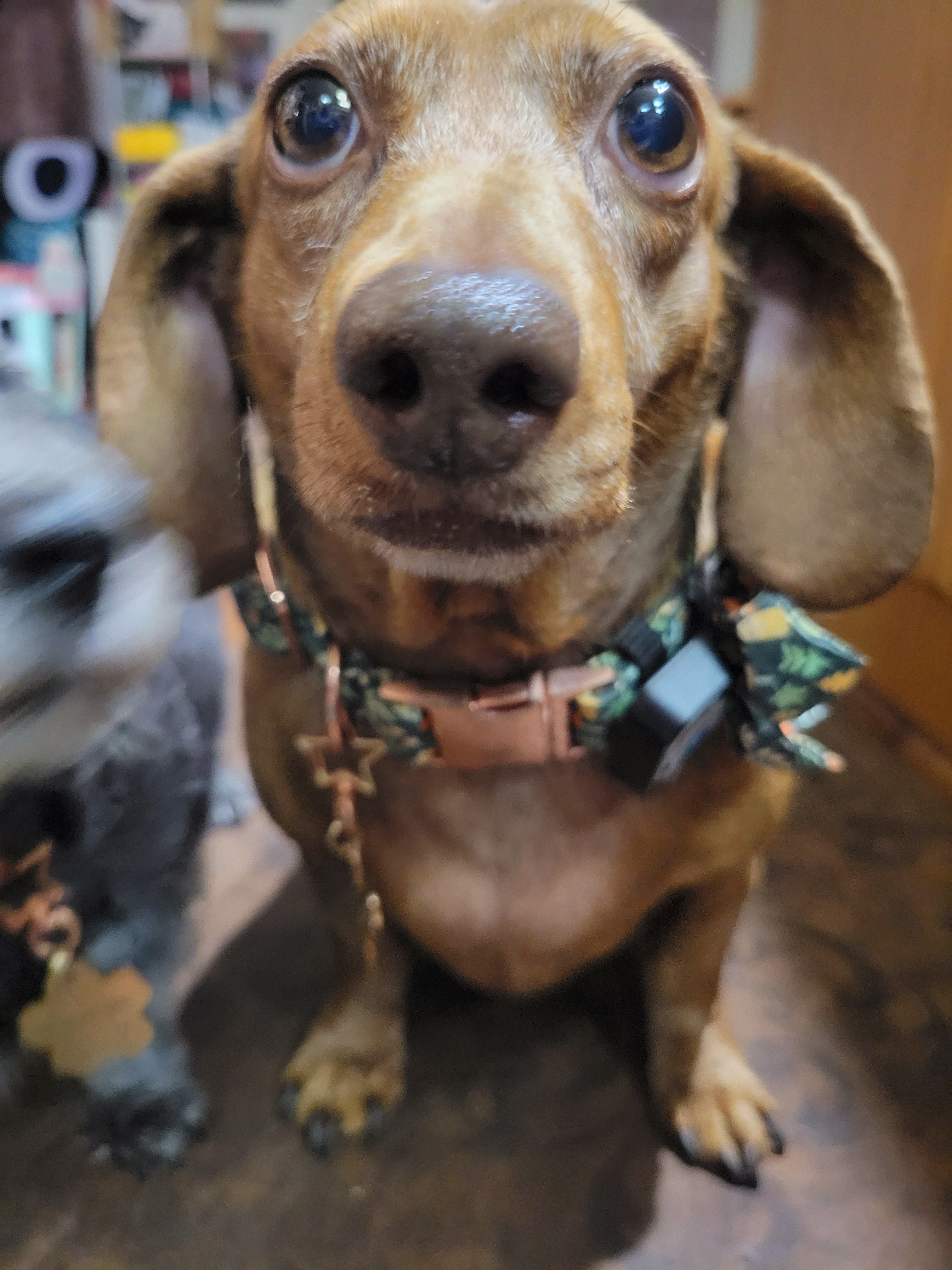 Meet My Adorable Pup Tiger Lilly: A Snapshot of Joy #716