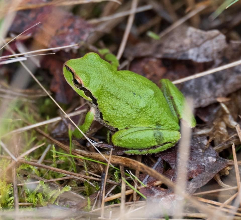 Just a frog being a frog