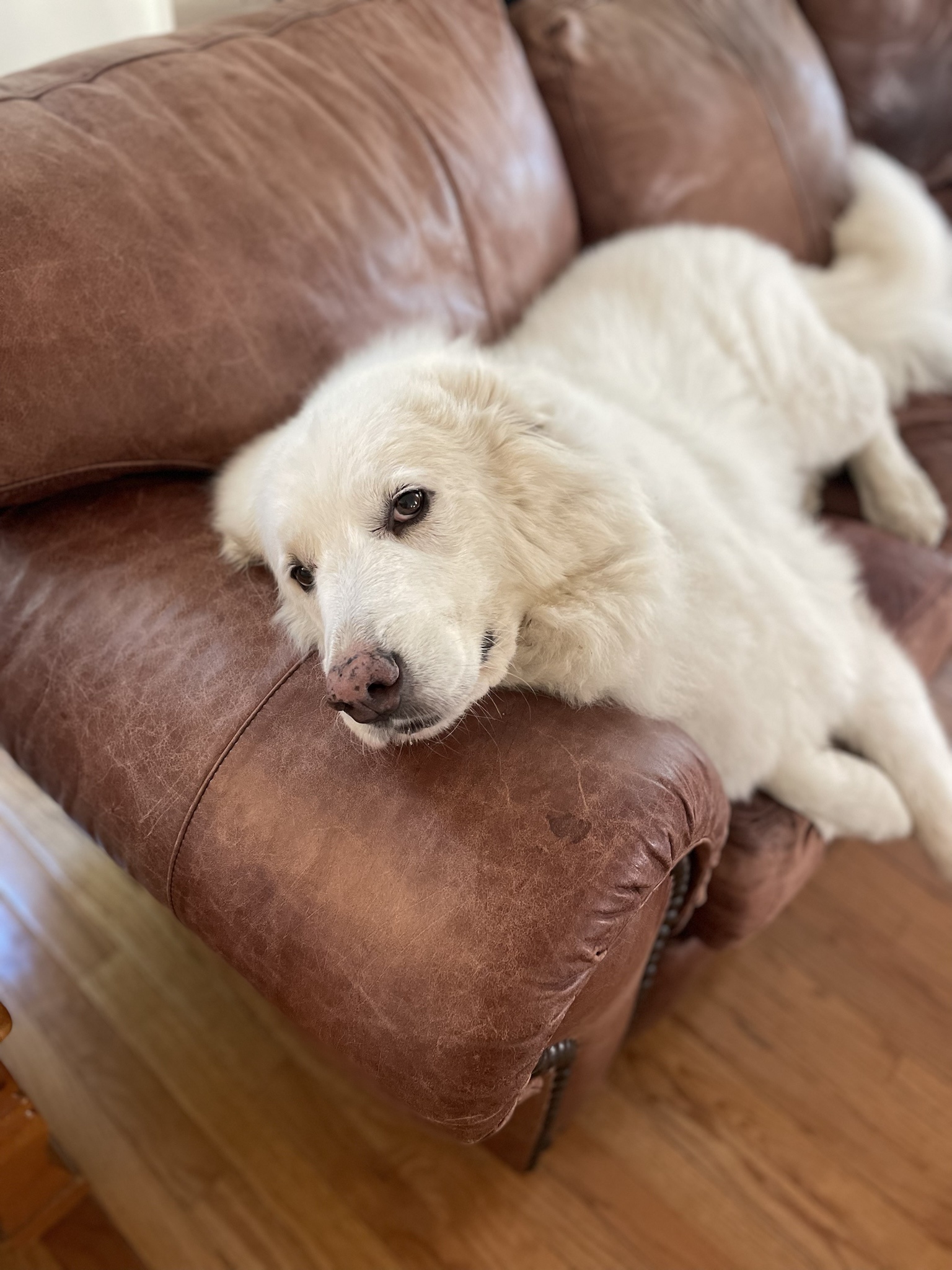 Today we had to say our final goodbye to our beloved girl.