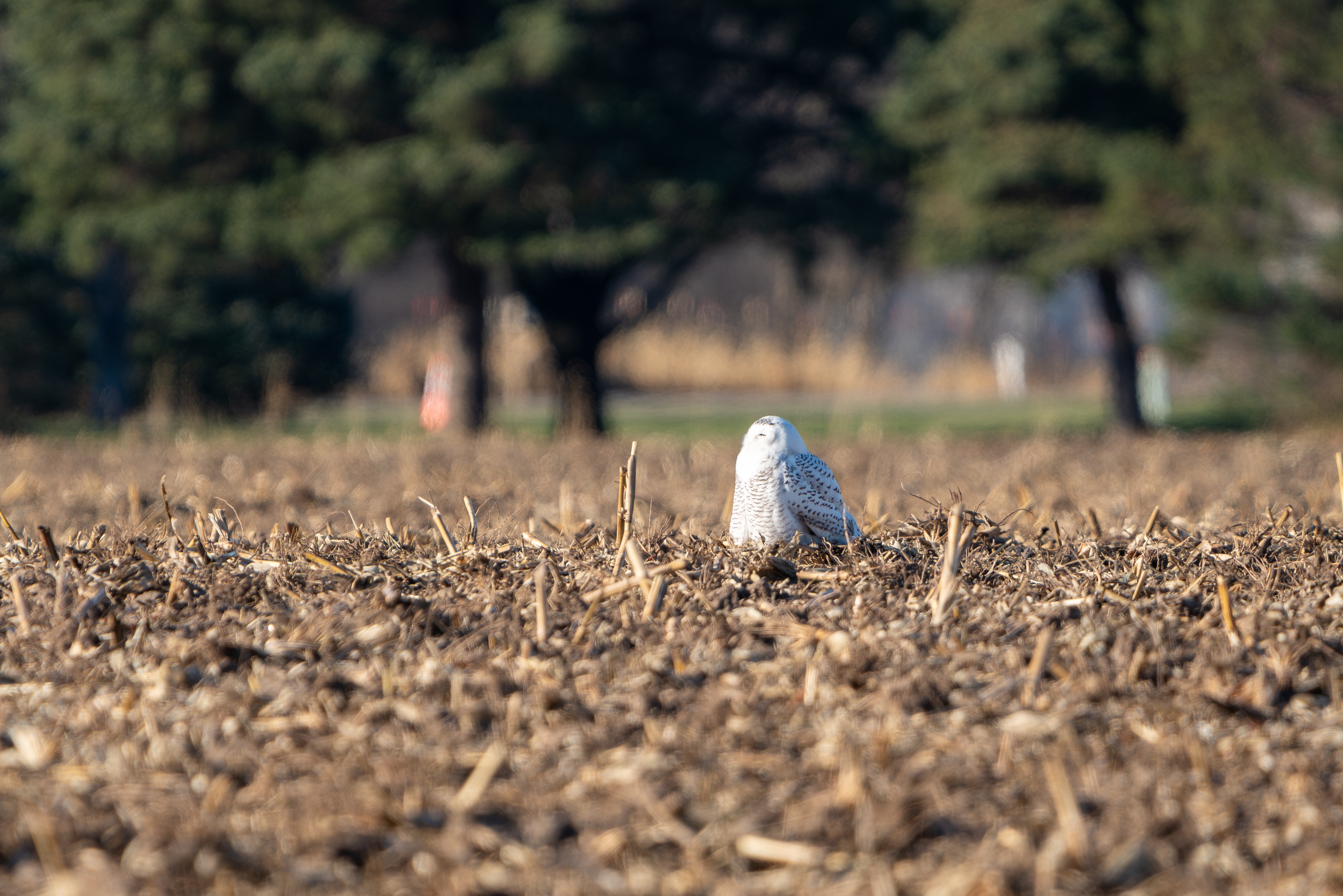 Spotting a rare Snowy Owl in my area!