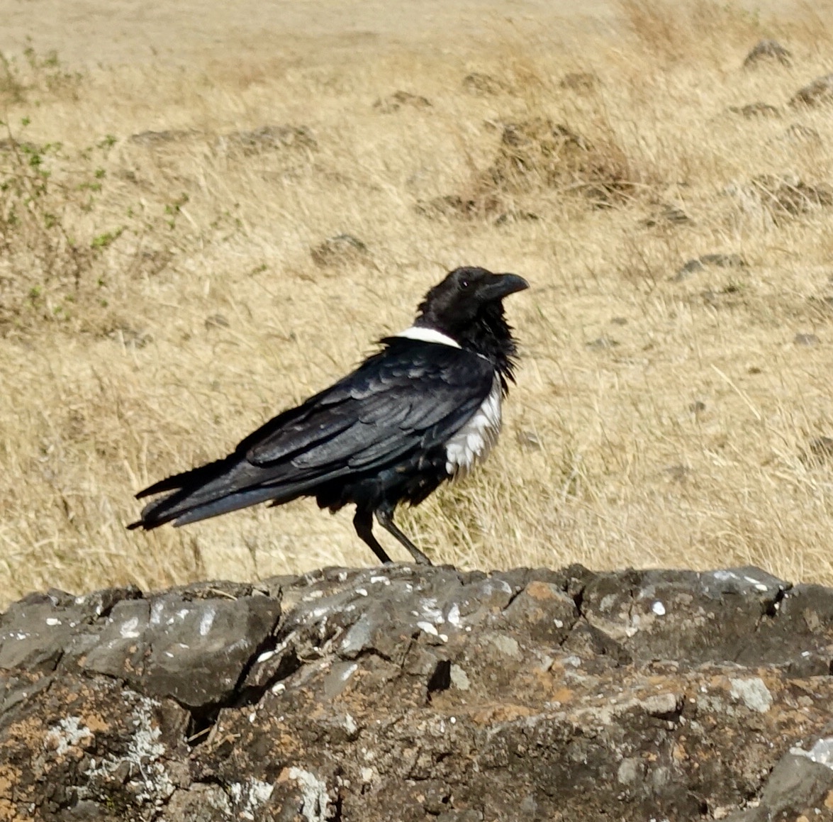 Pied Crow Spotted in Kenya