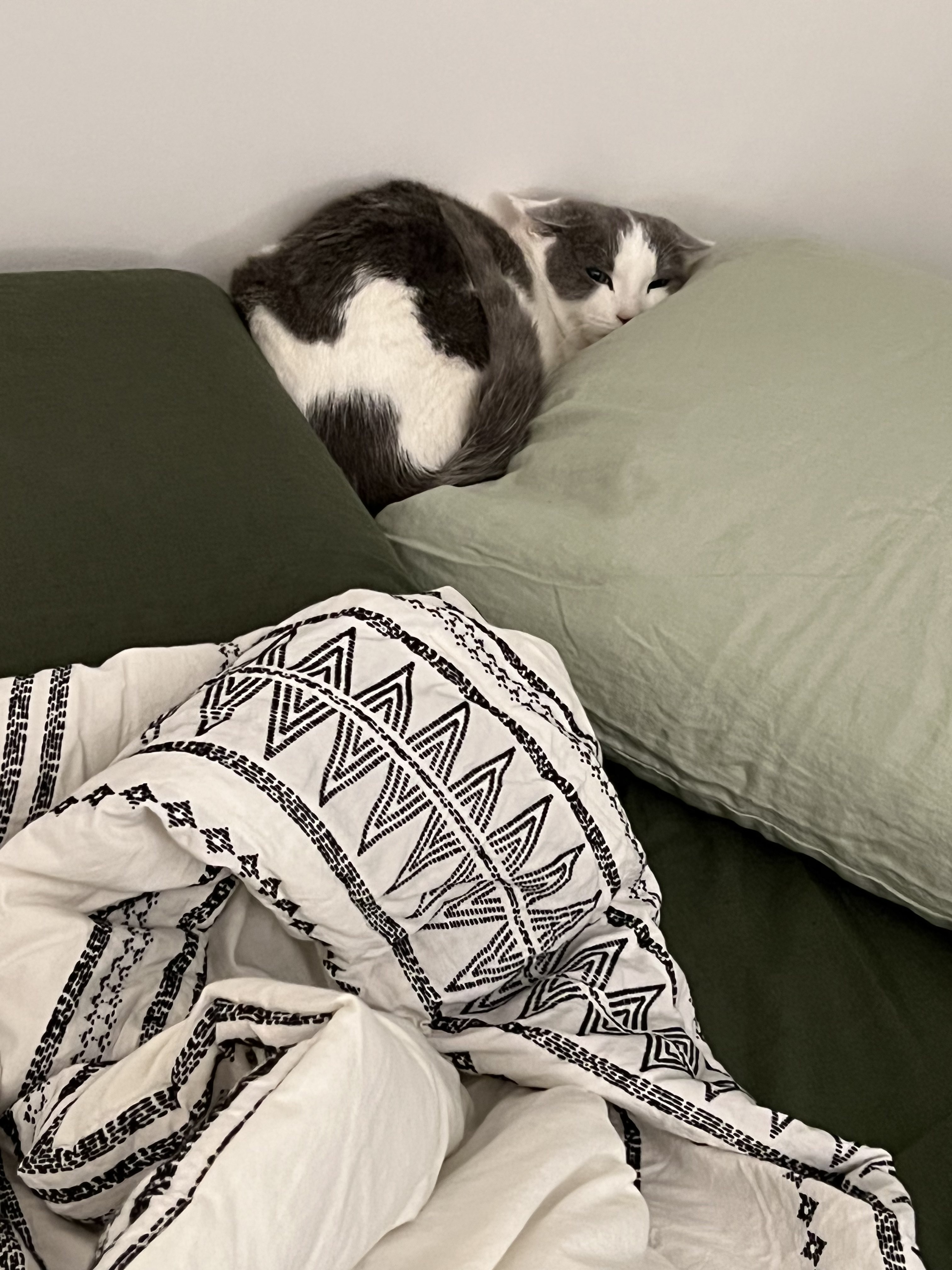 The Ultimate Scaredy Cat Moment