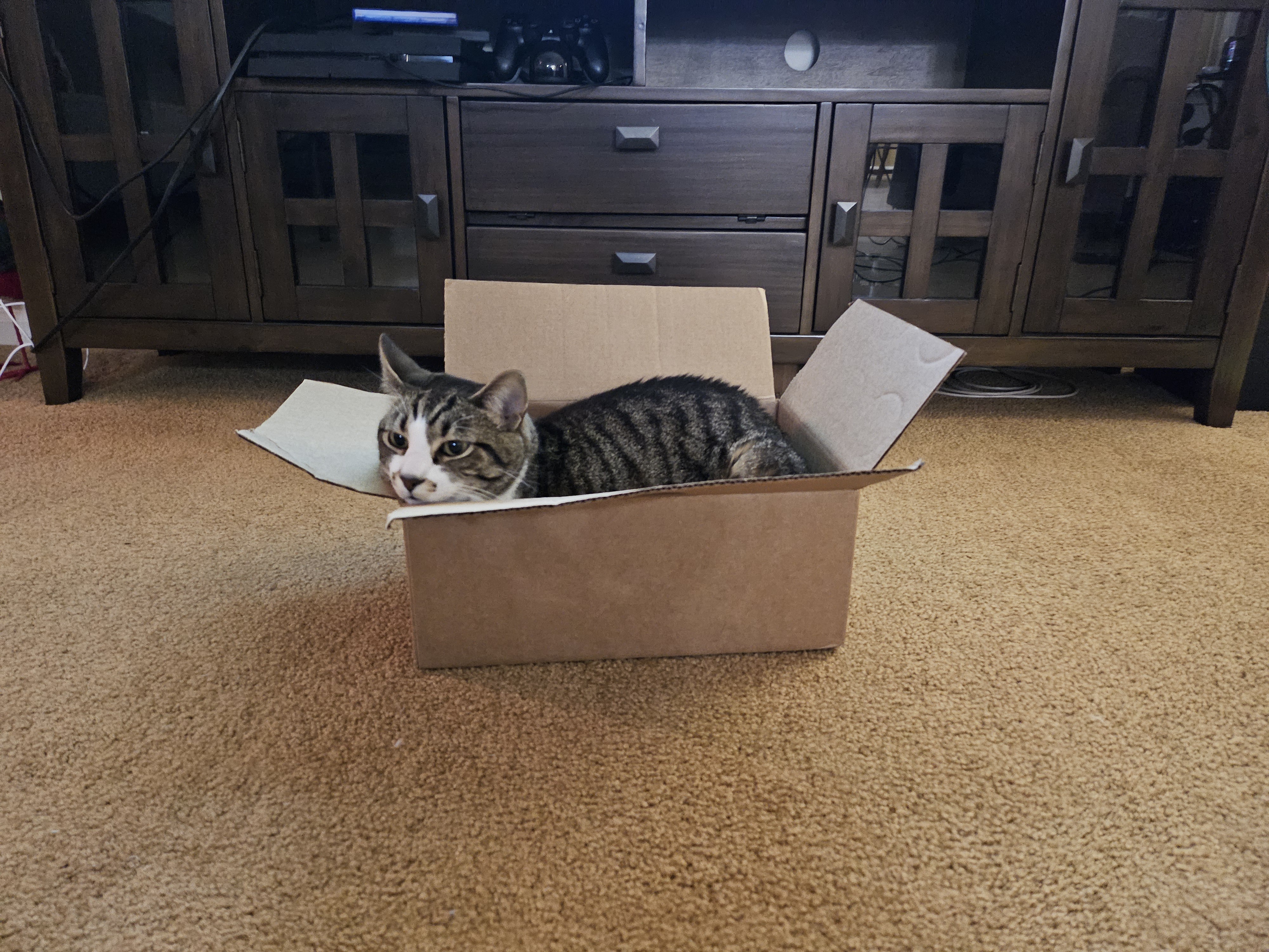 Curious Cat Exploring a Cozy Box