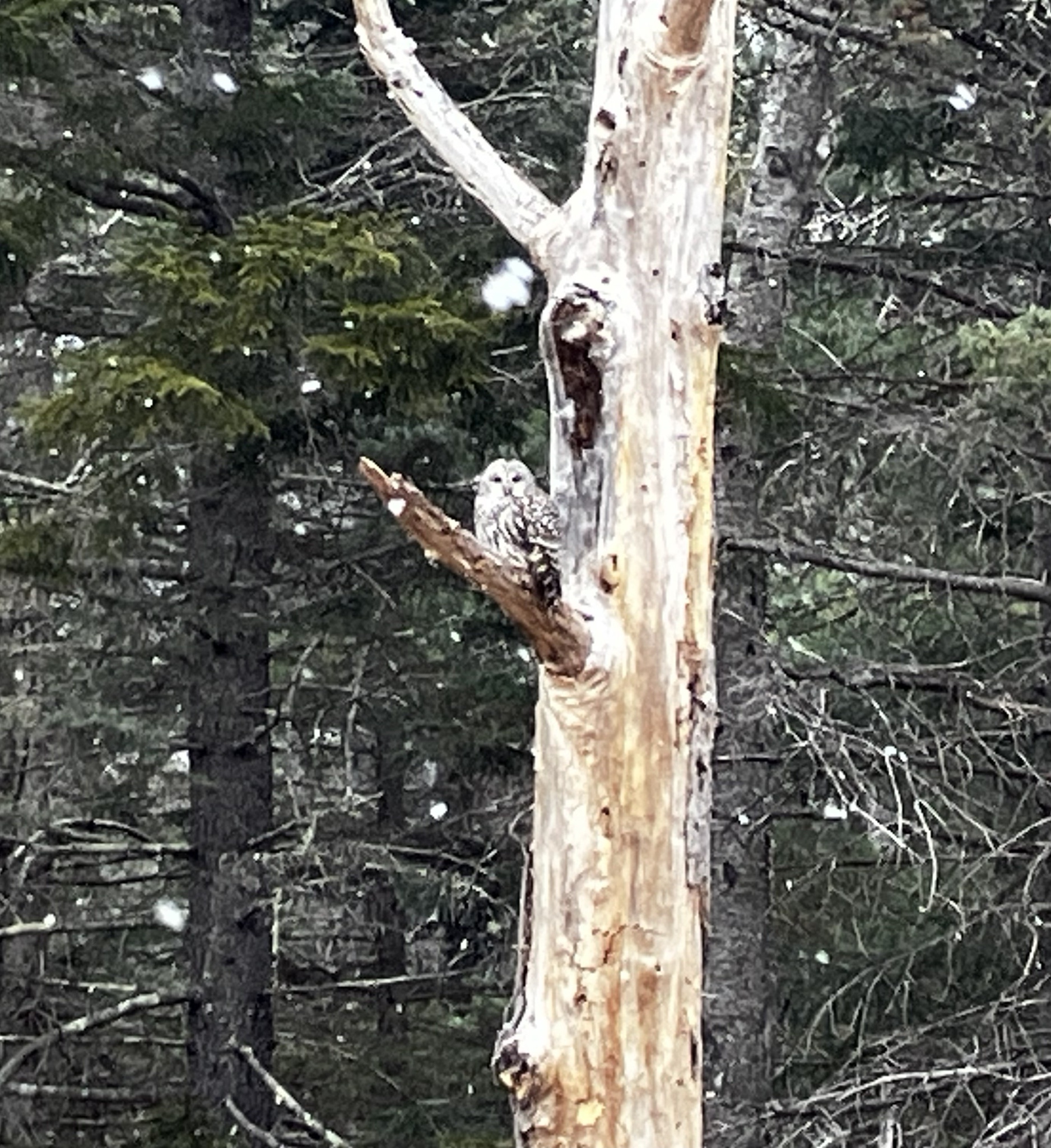 Check out this barred owl!