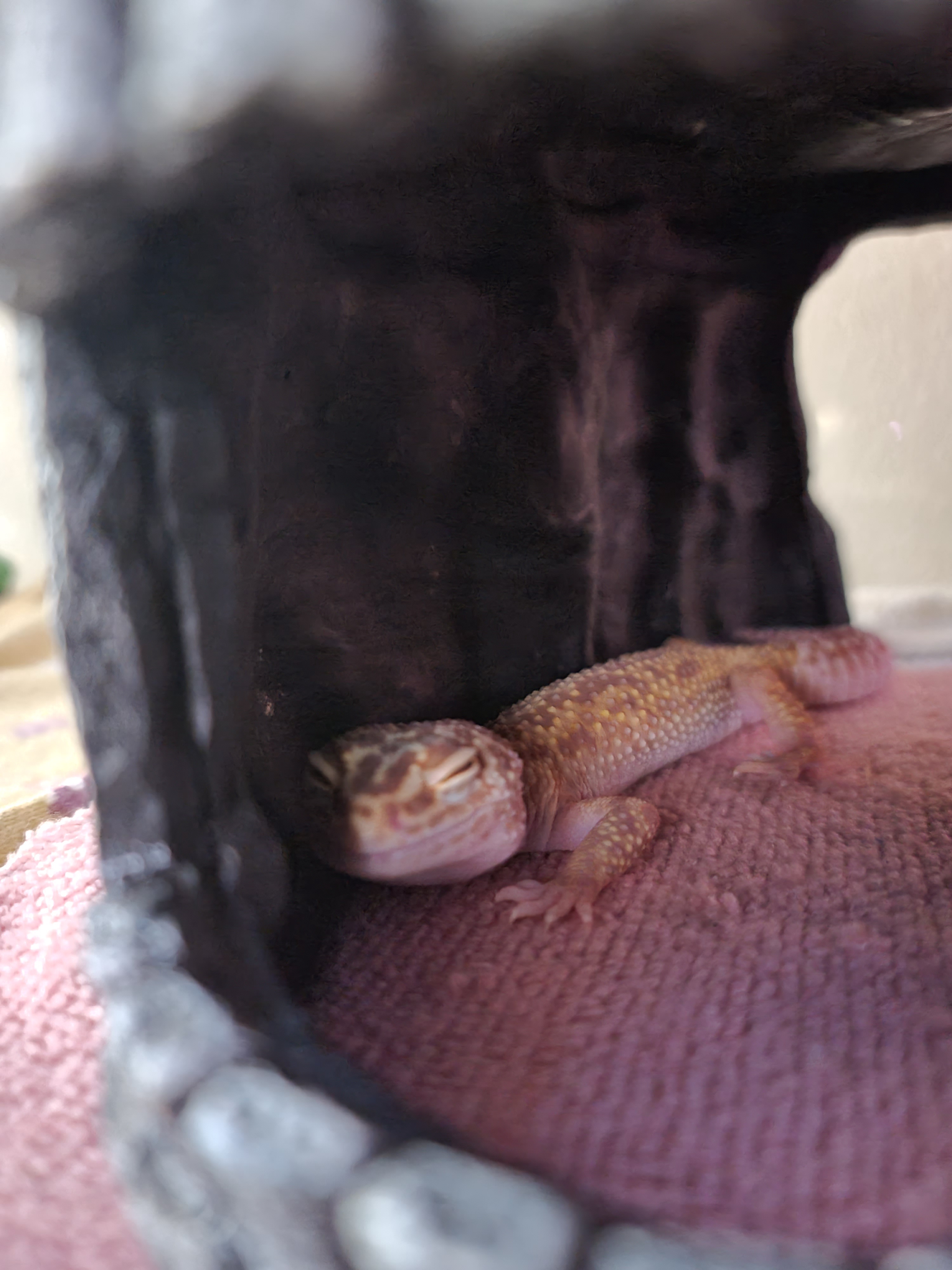 The Cutest Sleepyhead You've Ever Seen