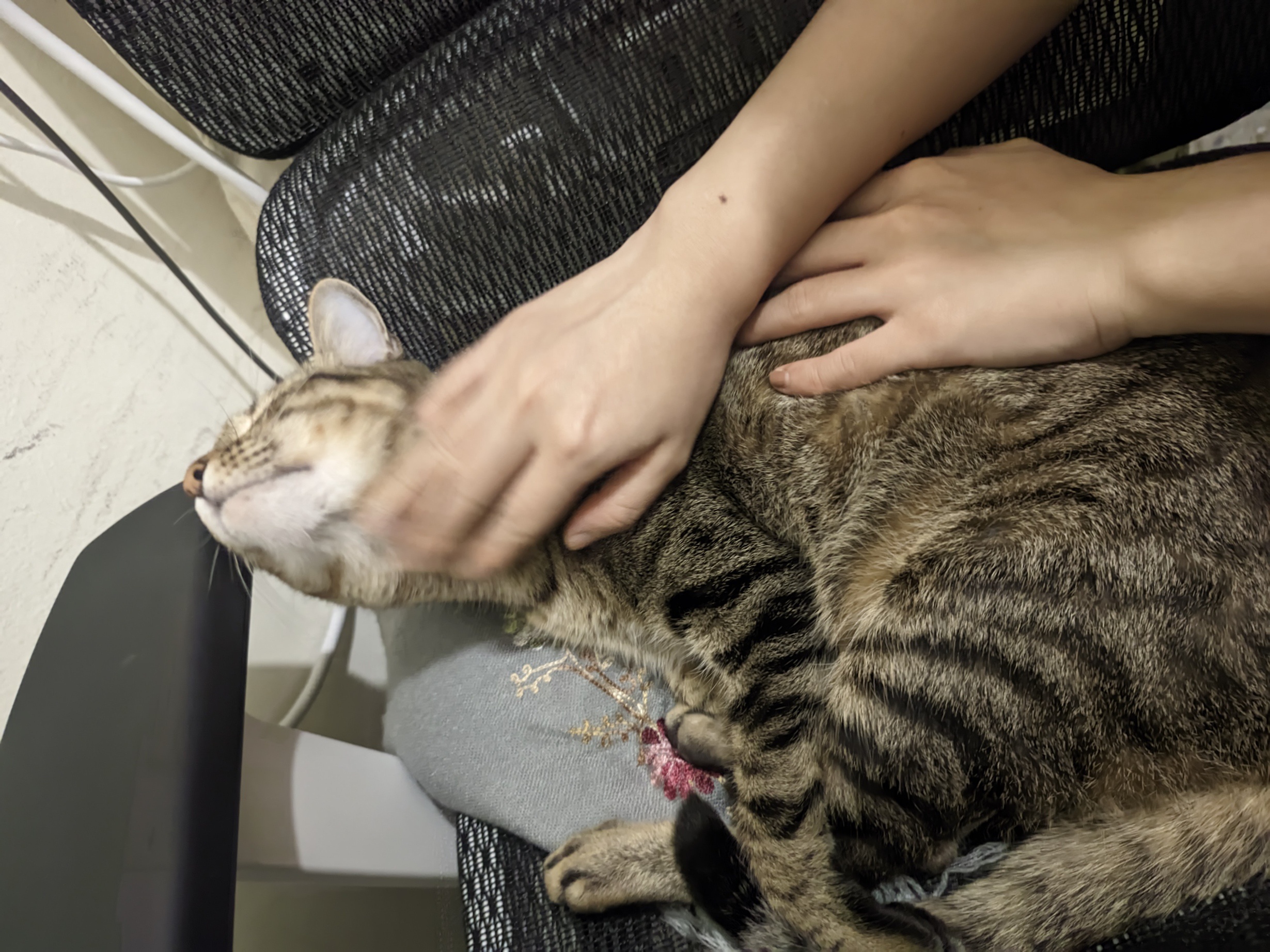 Just a Cat Being Its Adorable Self