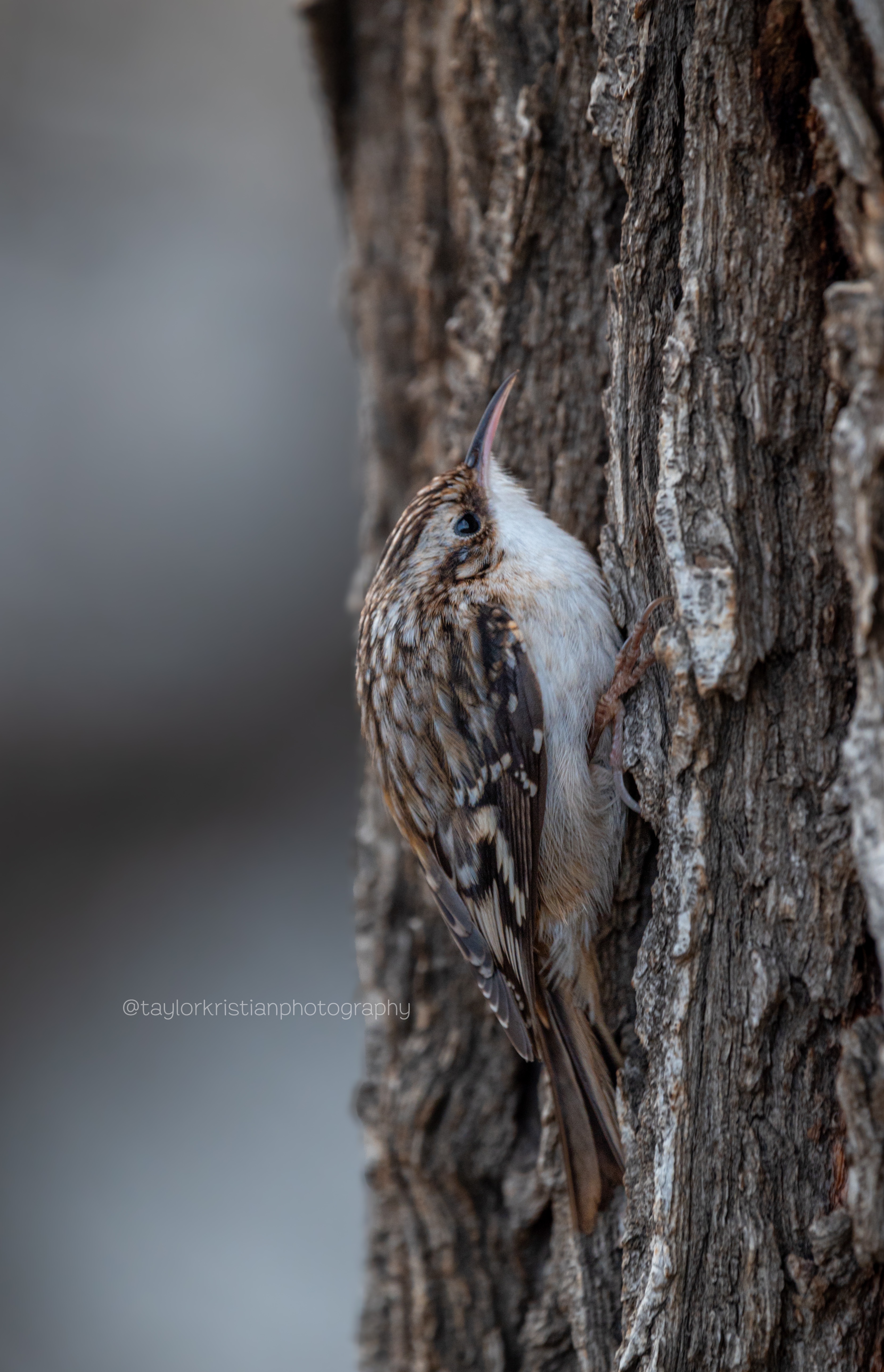 Spotted: Brown Creepers at the Park Today!