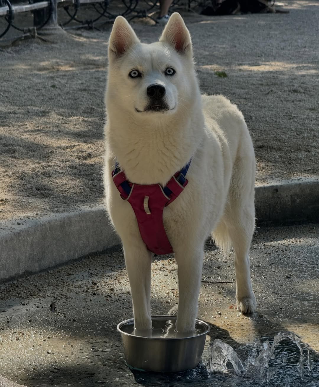 Meet Elsa, the beloved pet featured by The Dogist.