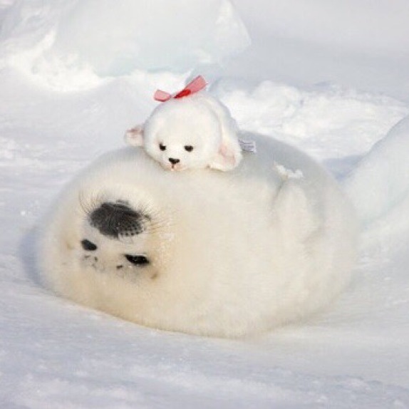 A Heartwarming Gift: Human Gave Me a Plushie and I'm Over the Moon!