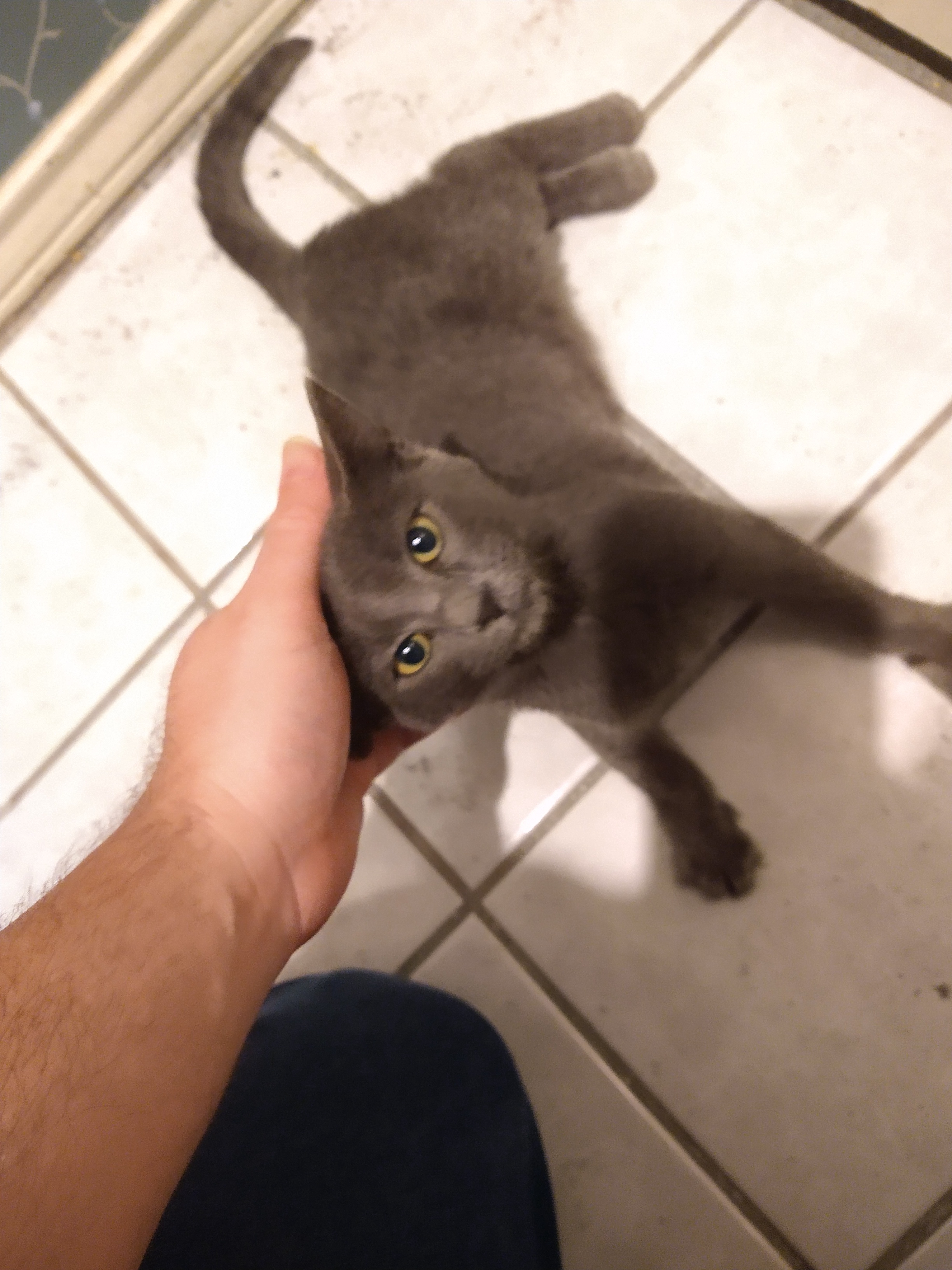 The cat distribution system is back at it again!