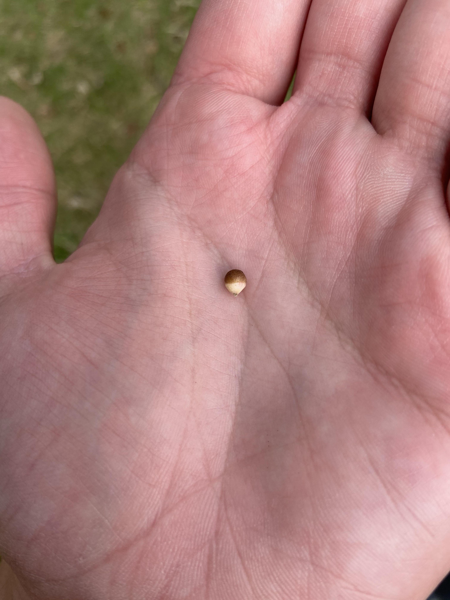 The Tiny ACORN That Could