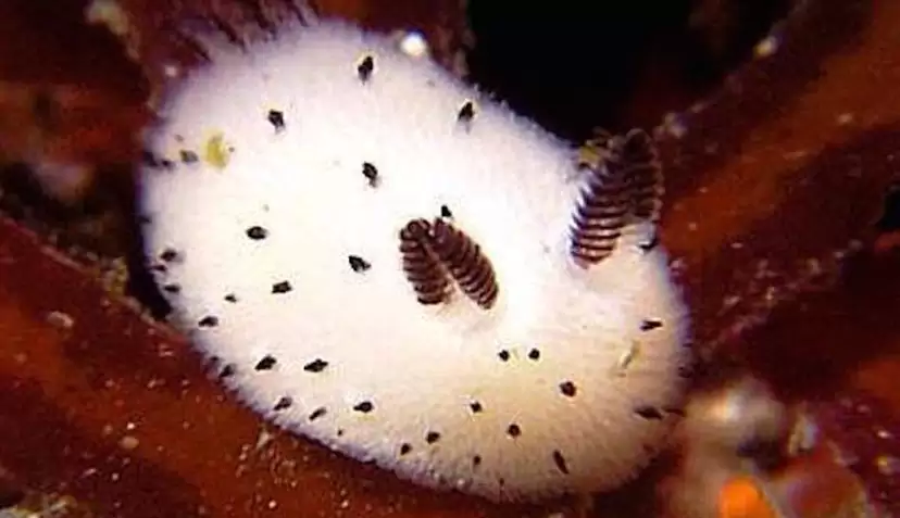 How about a sea slug to brighten your day during these tough times?