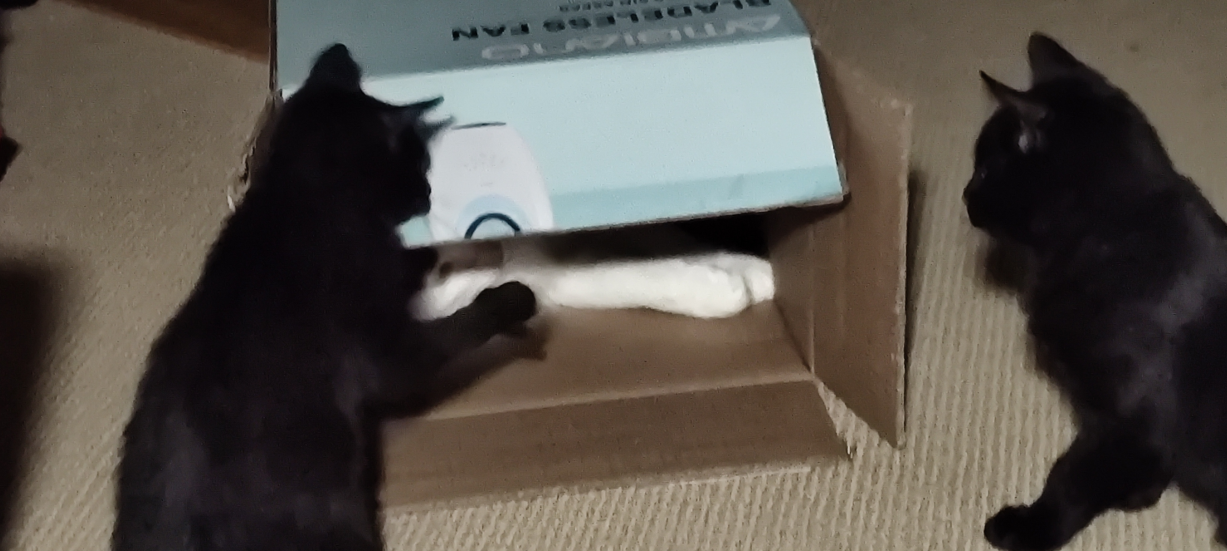 Clive's Dilemma: Trapped Inside The Box While the Fosters Are Clueless