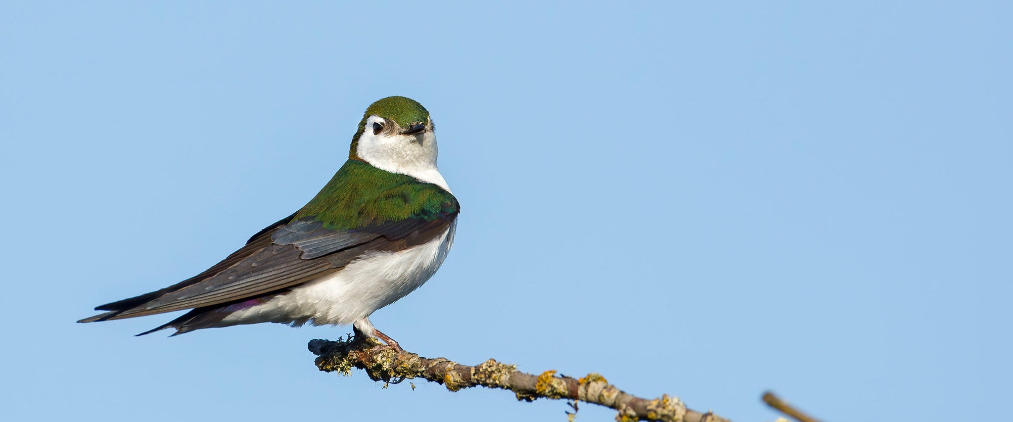 Spotting the stunning violet-green swallow