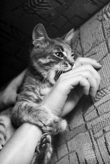 Meet Today's Adorable Feline Star