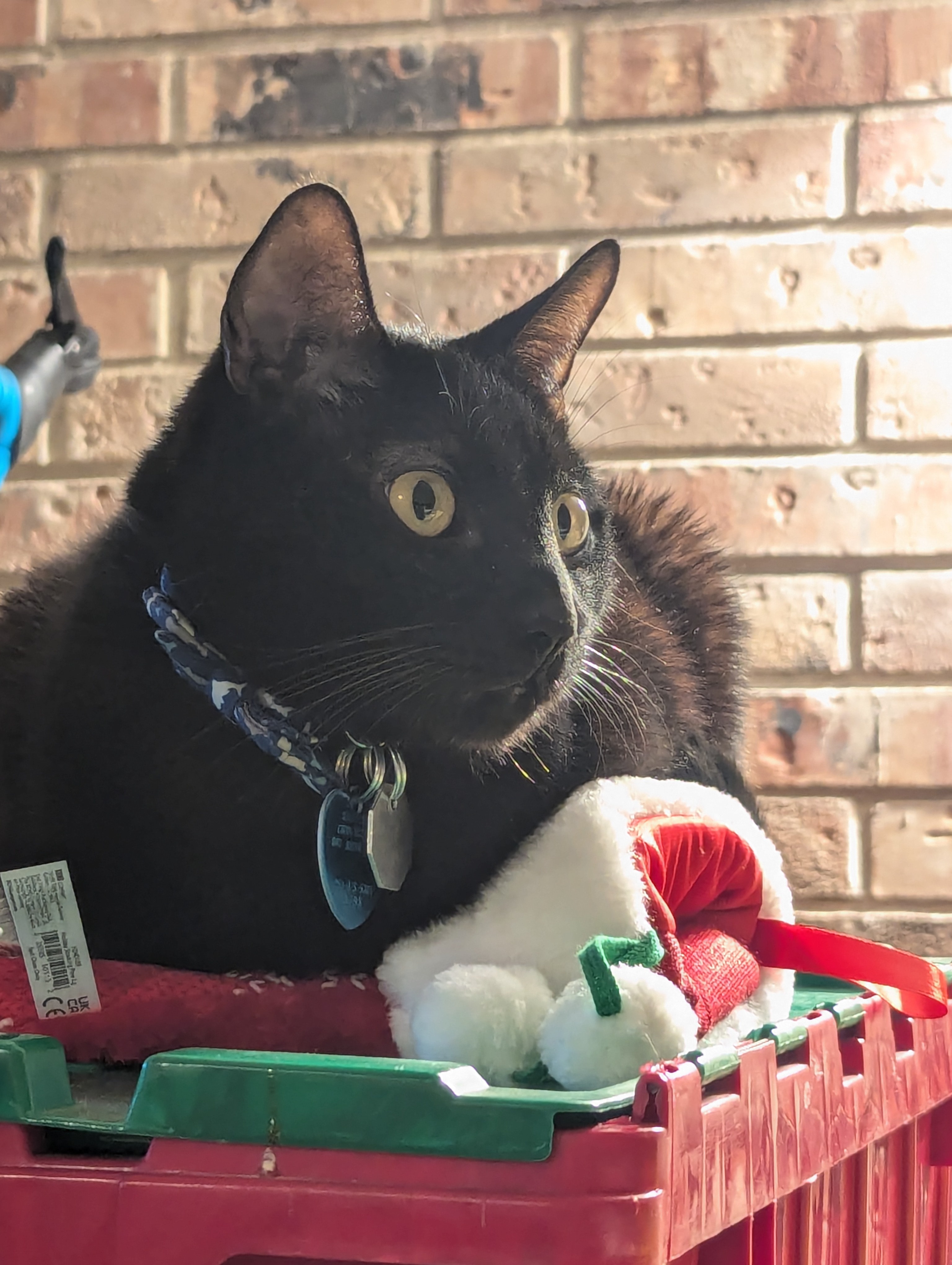 Catmas Celebration