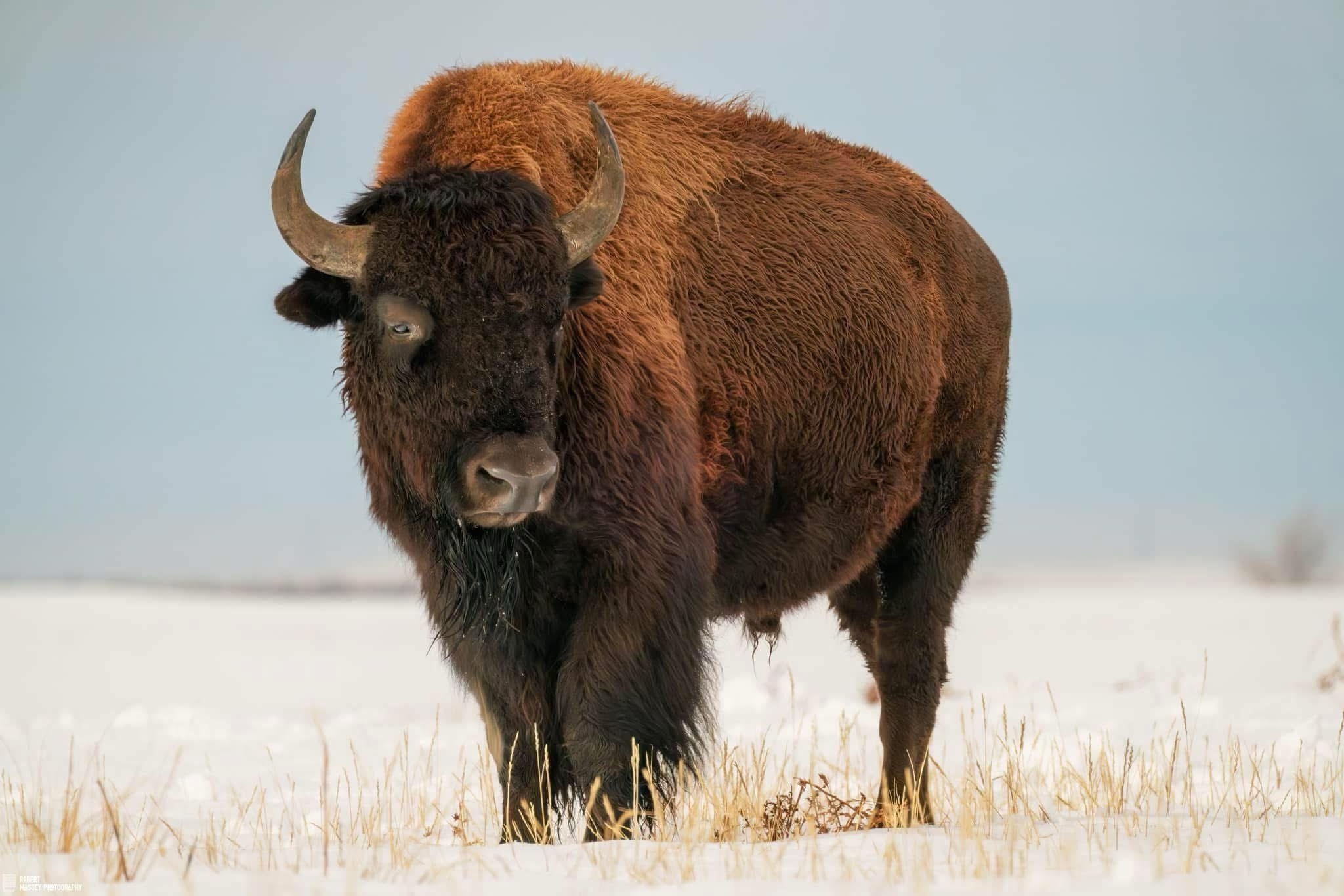 Majestic Bison: Nature's Gentle Giants