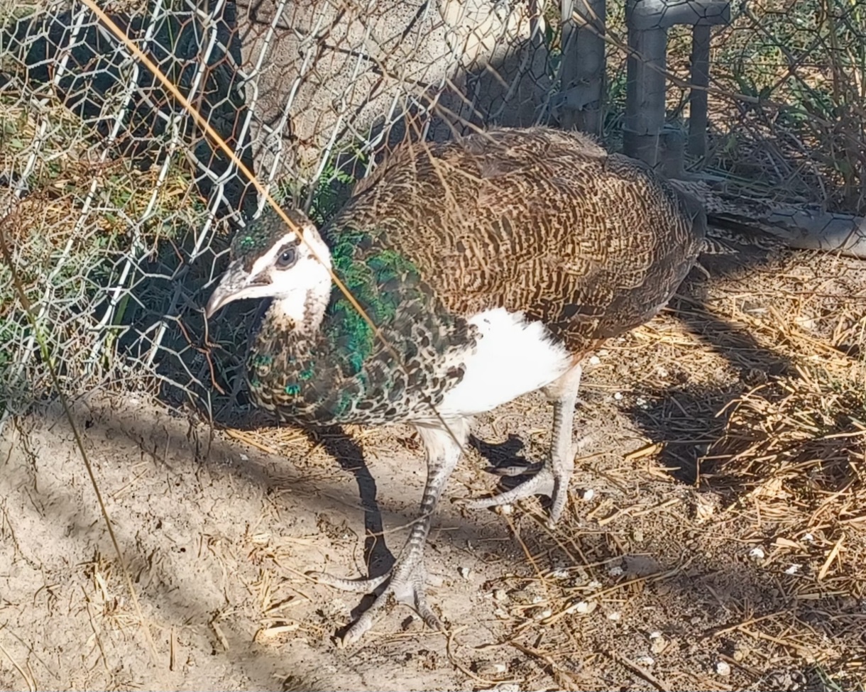 Can You Spot the Difference: Peacock or Peahen?