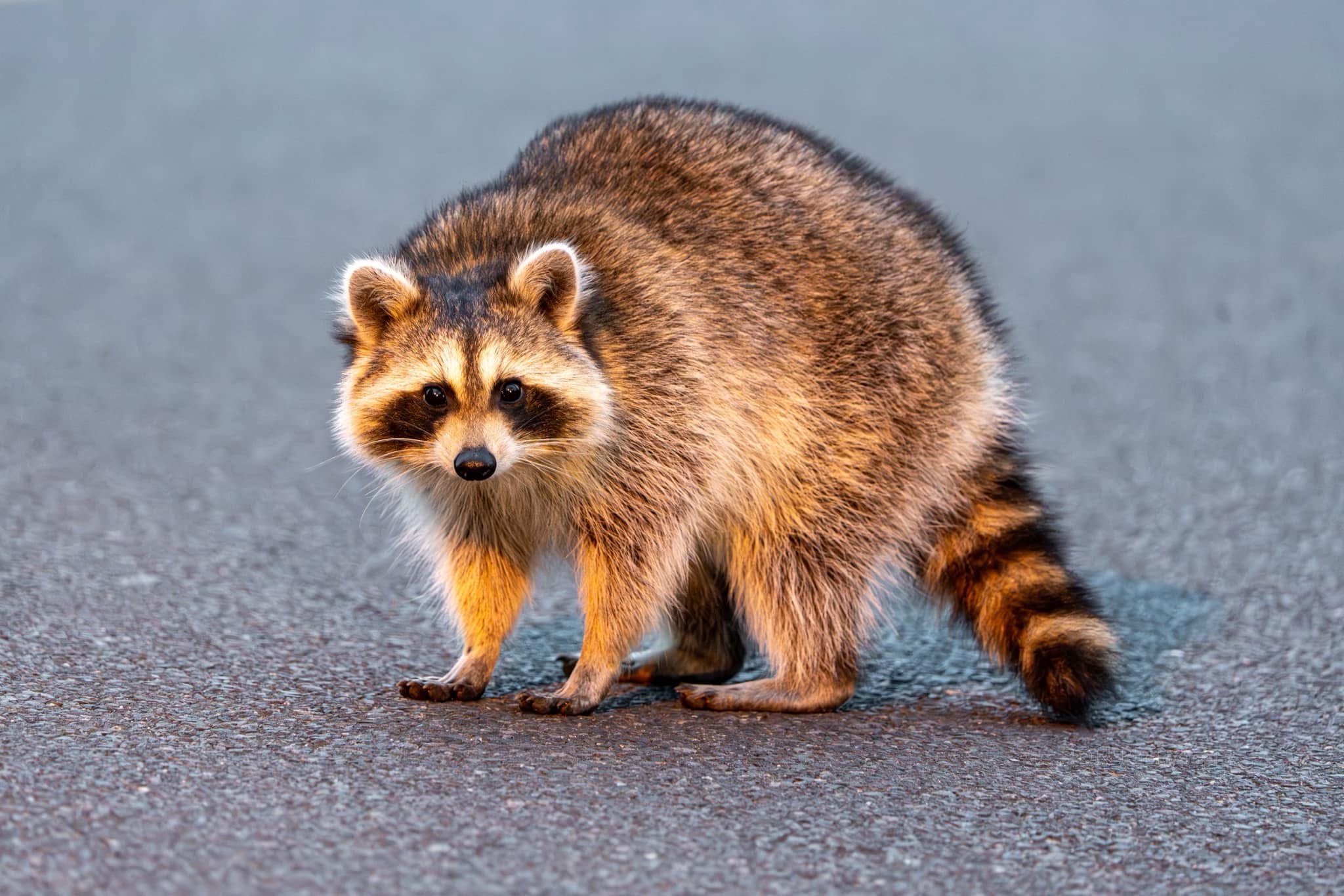 The Adorable Raccoon Chronicles