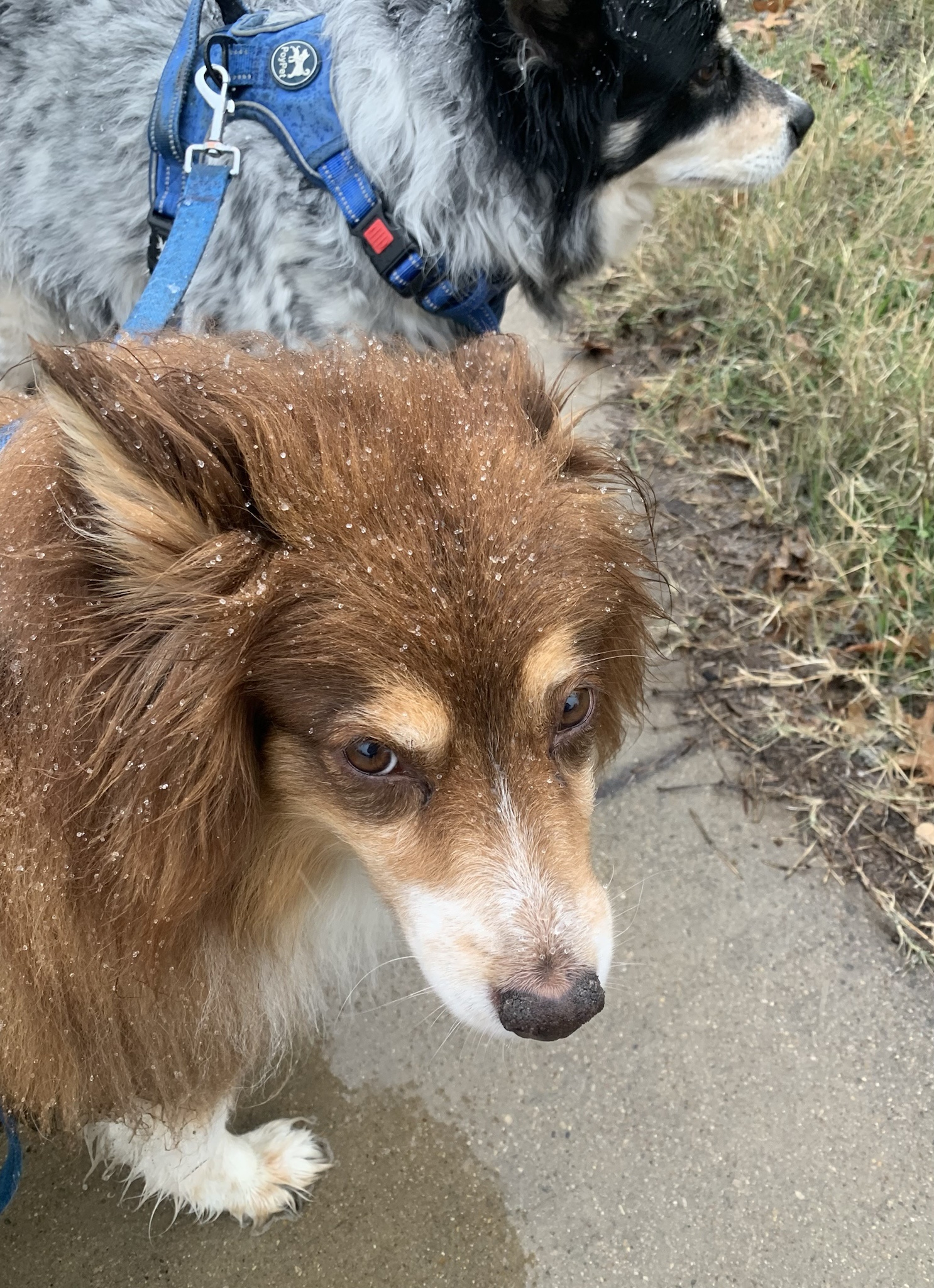 Dogs Having a Blast in the Epic Texas Blizzard of 2025