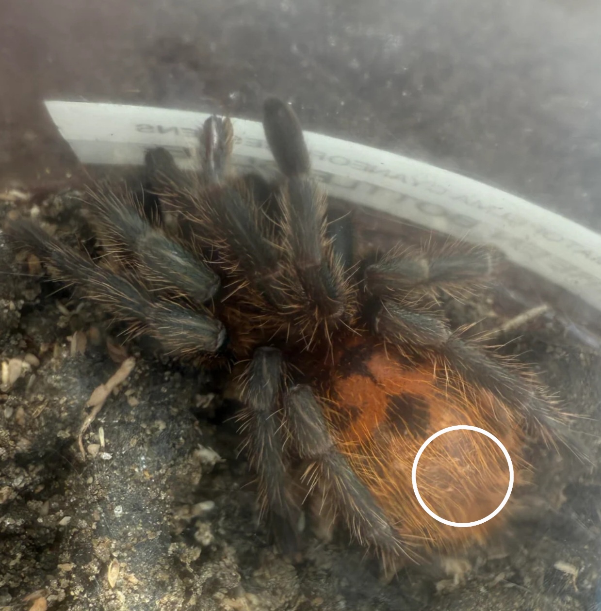 Spotting a Possible Premolt Patch on My GBB