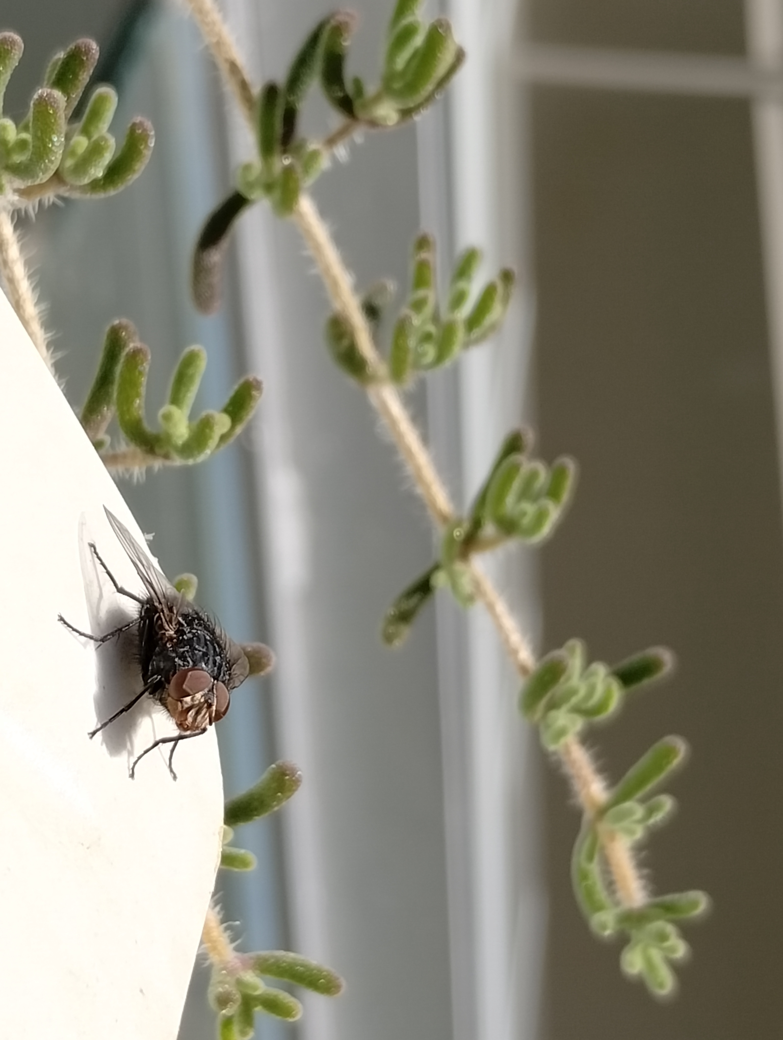 Flies in December: A Curious Phenomenon