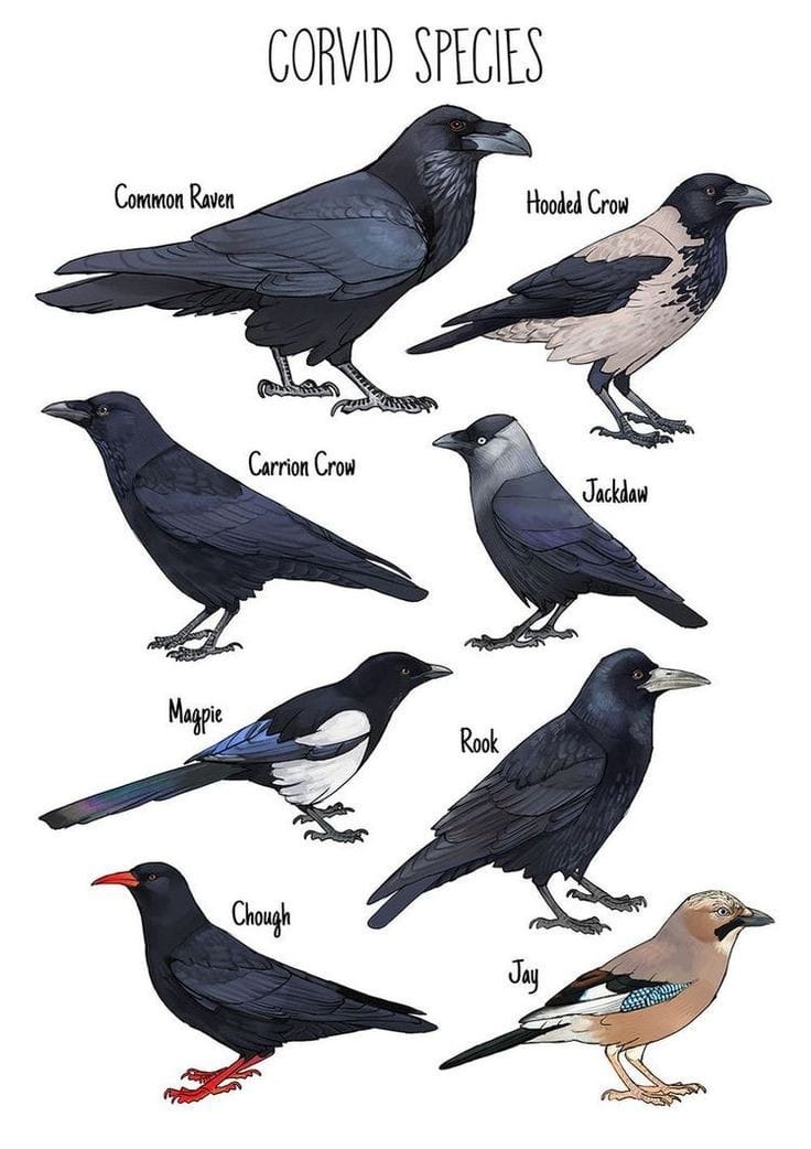 Corvidae: The Mysterious World of Crows and Ravens