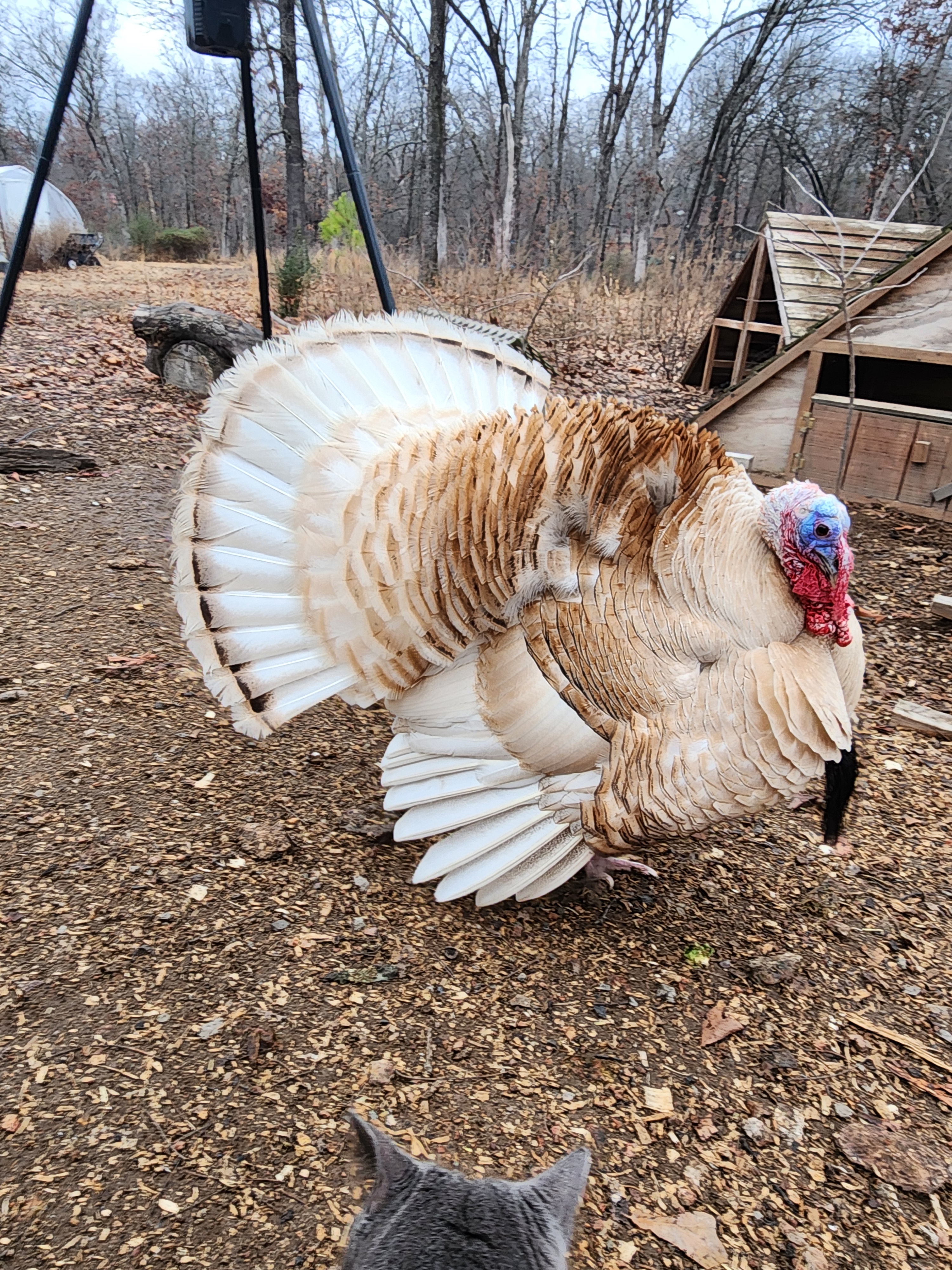 Meet Boyd the Turkey Tom