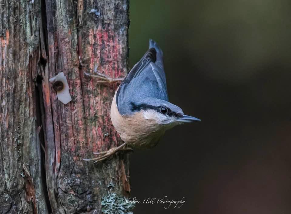 Spotting the Charming Nuthatch!