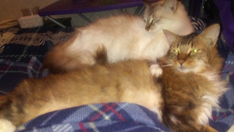 Brotherly Love: A Tale of Sibling Bonds