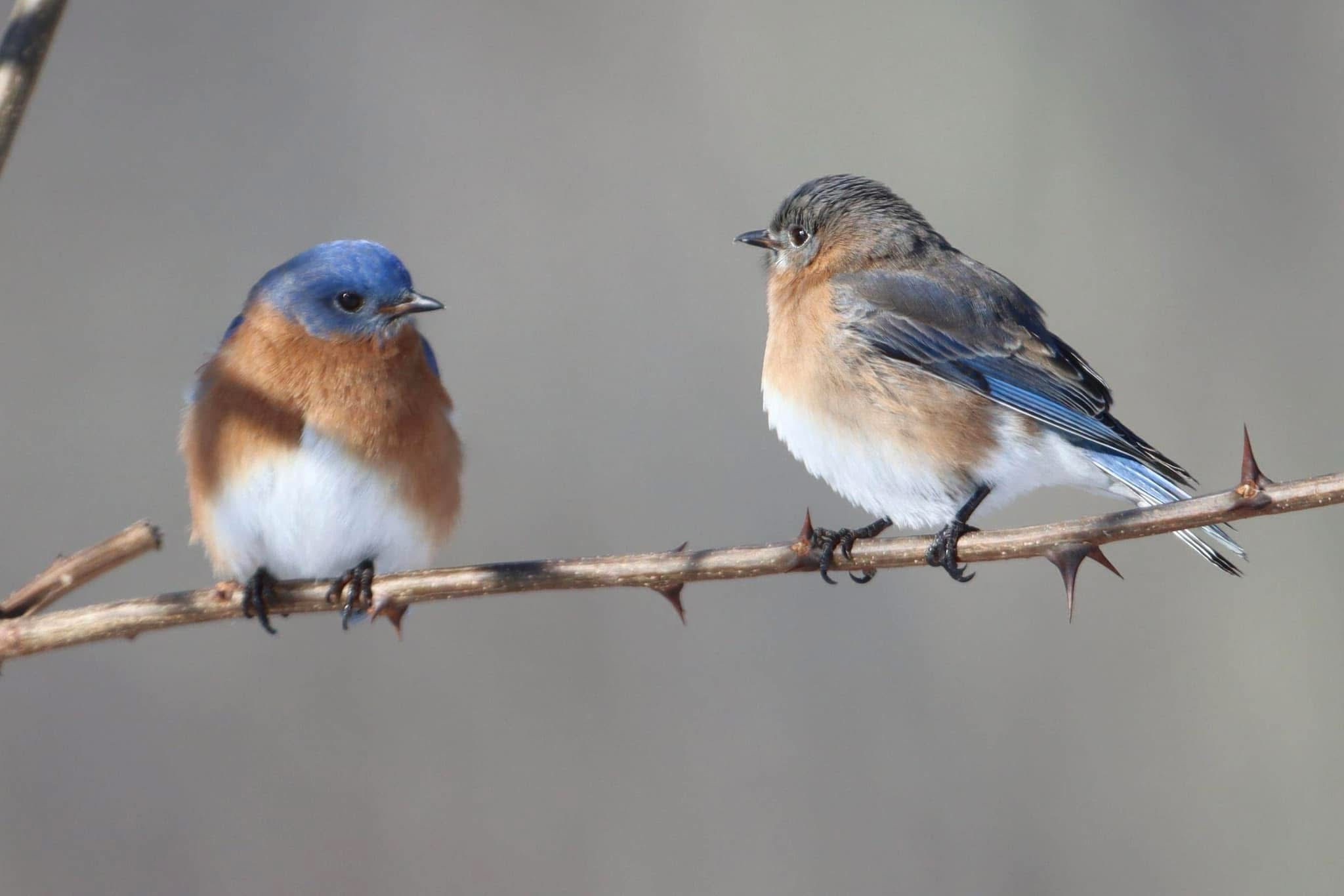 The Charm of Blue Birds in Nature