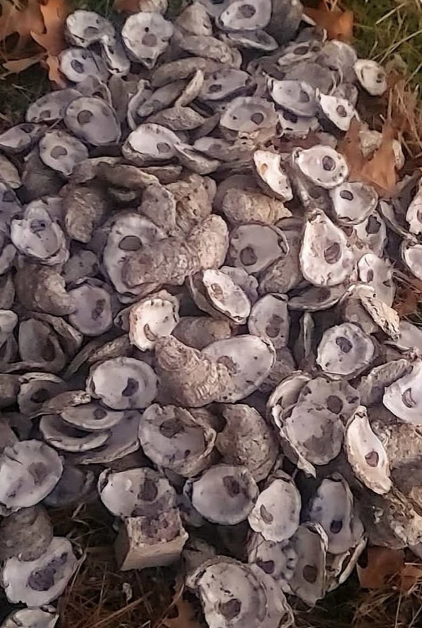 Nature's Artistry: The Beauty of Oyster Shells