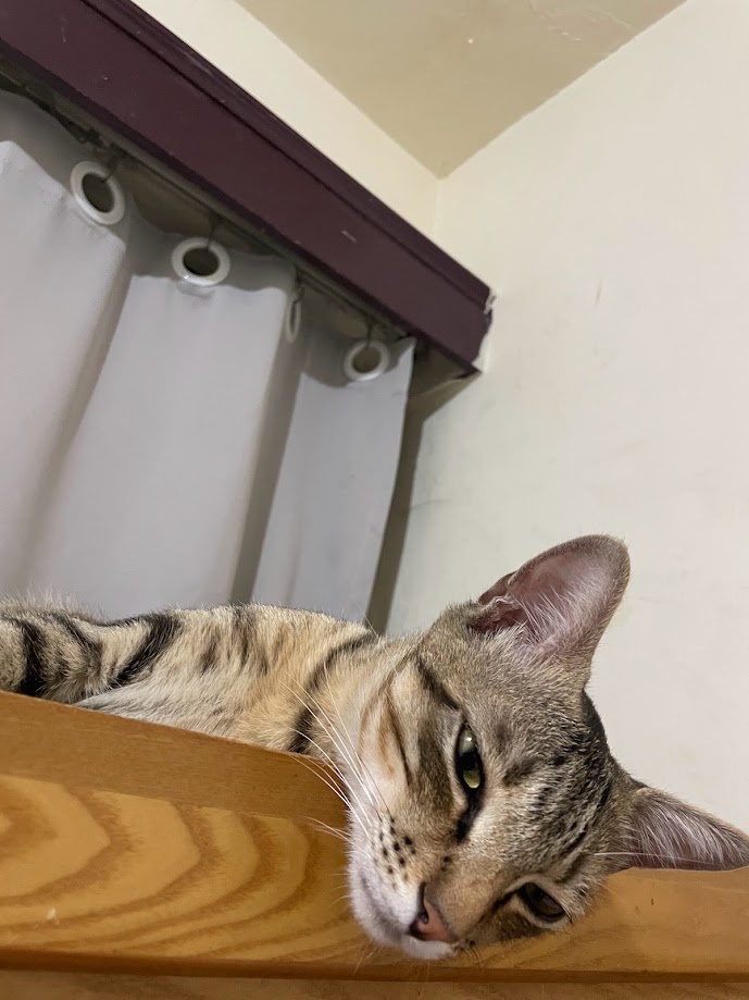 The Cat Who Thinks It's a Closet Dweller