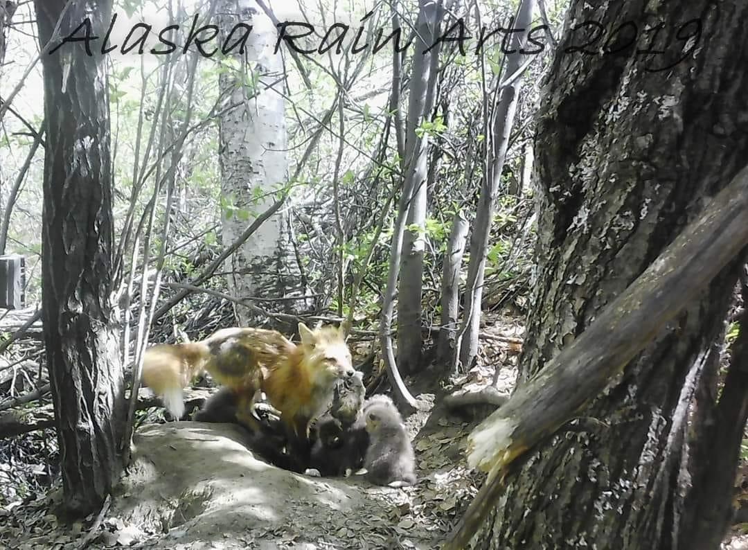 The Adorable Fox Family: Nature's Cuddly Creatures
