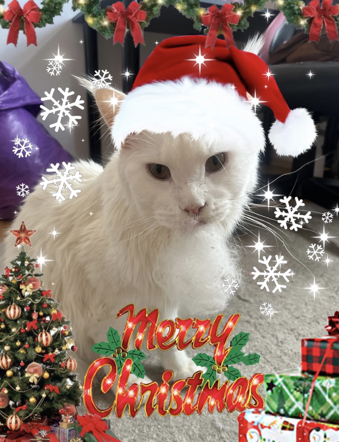 Wishing Everyone a Merry Christmas!