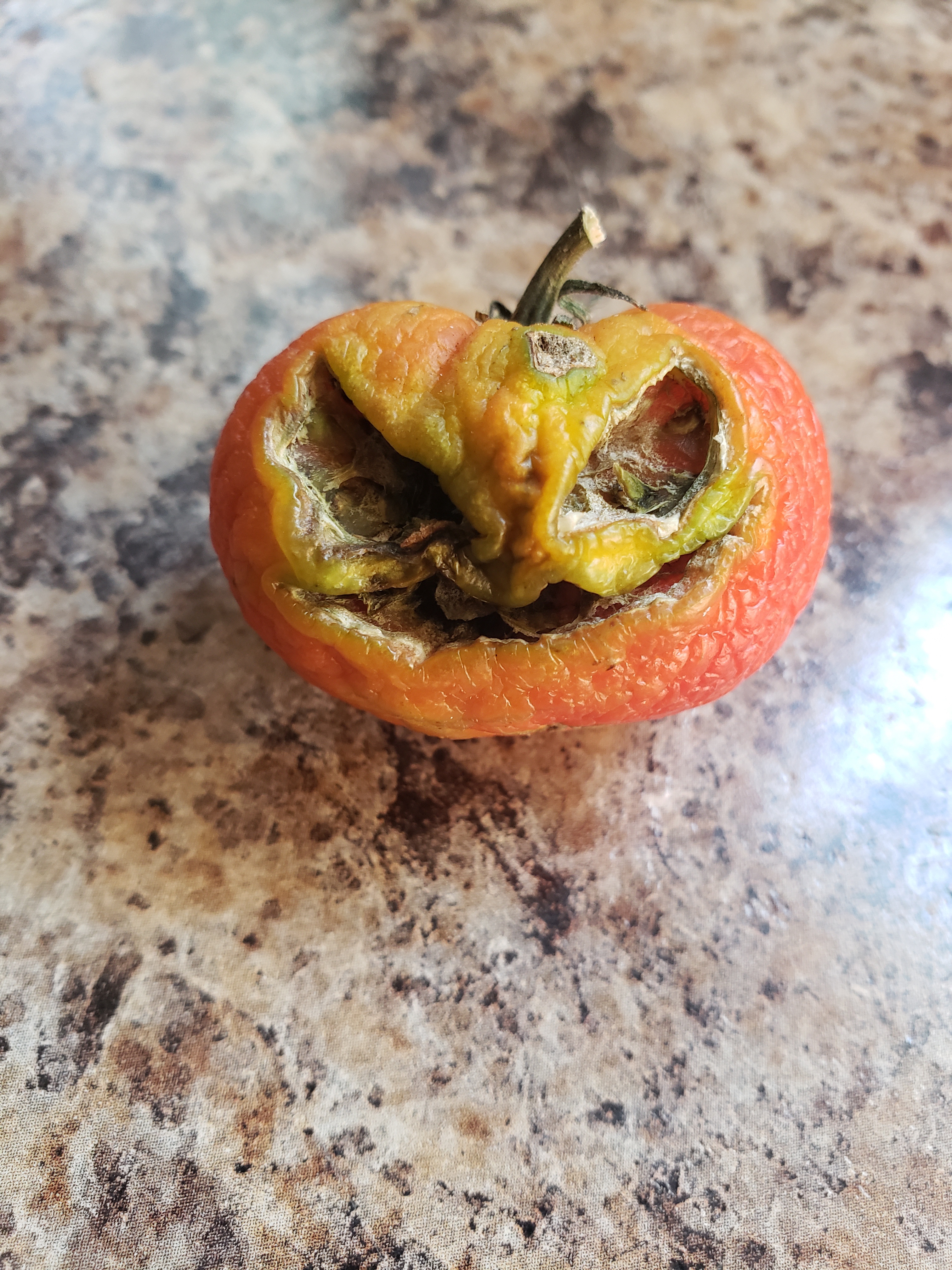 Just a Simple Tomato