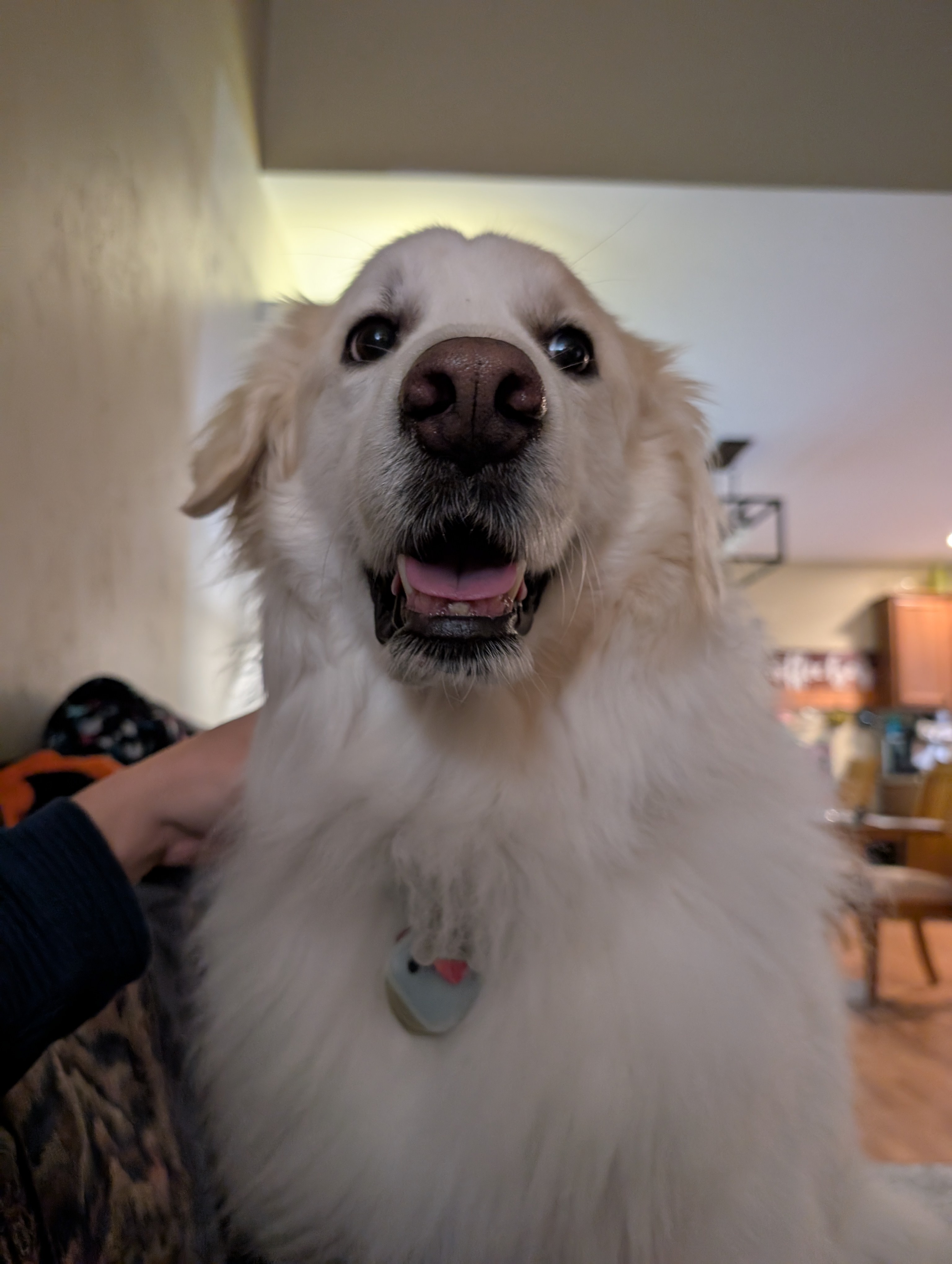 Winter Chronicles: Day 815 of Cozy Adventures