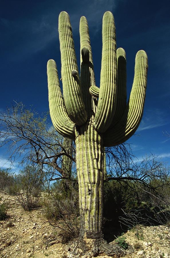 SCP-1277: Meet the Thirsty Cactus