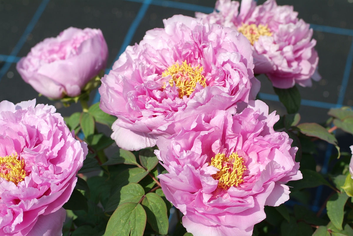 A snapshot from April 2015 at Shimizu Park, Chiba.
