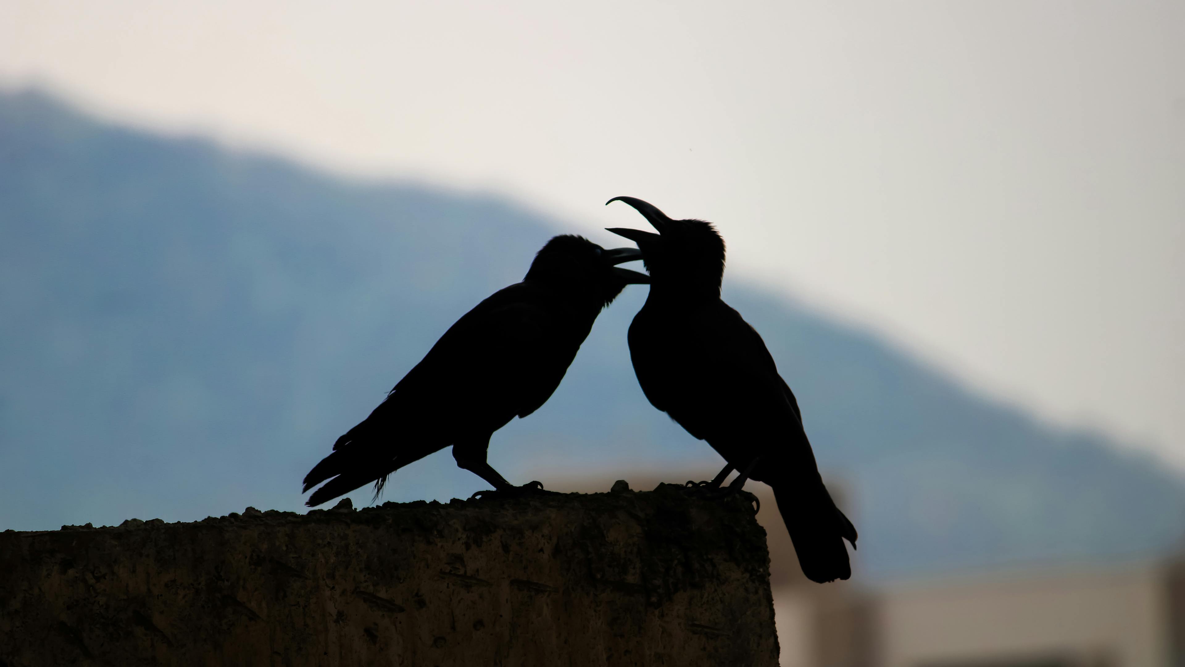 Crows perched on the majestic Mountain Wall