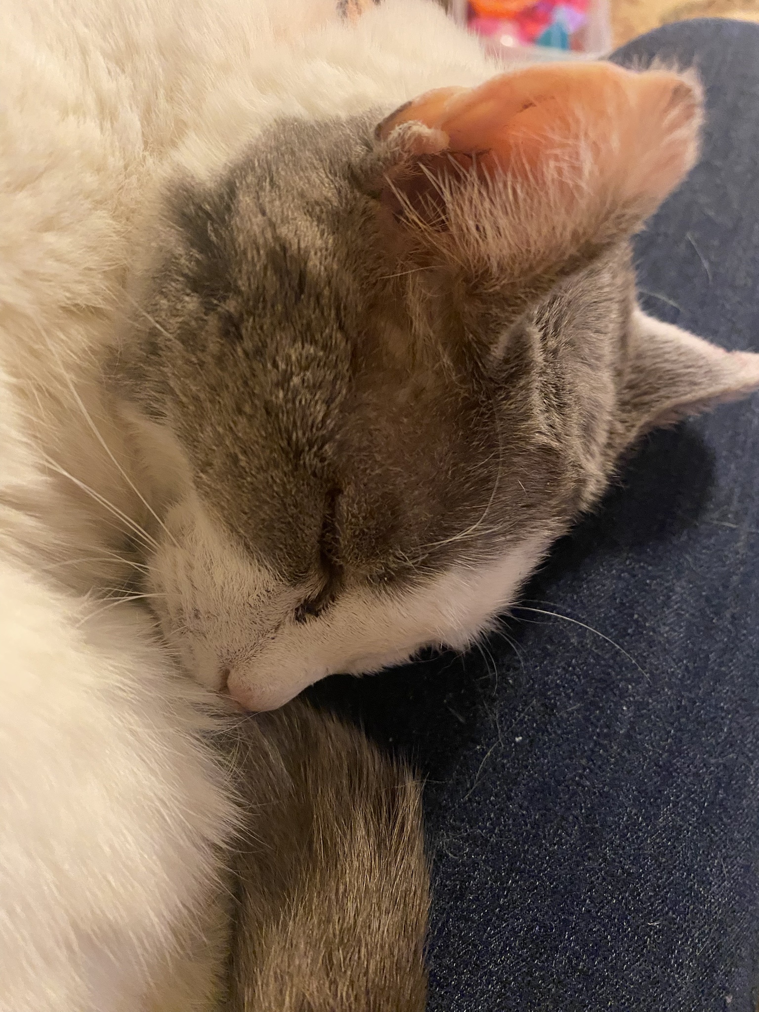 My Precious Little One