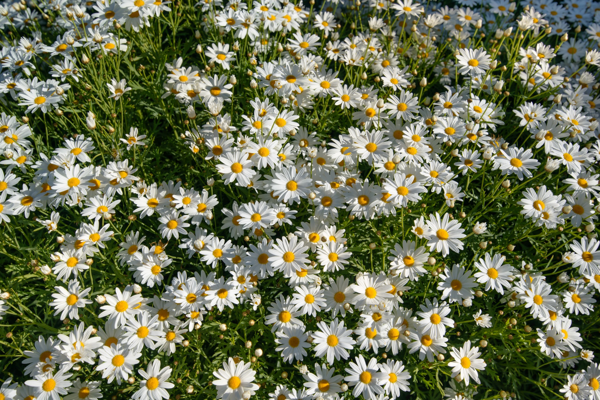 Daisies: The Unsung Heroes of the Flower World