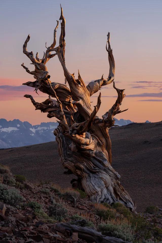 Meet Methuselah: the ancient tree nearly 5,000 years old, thriving in California's mountains since before the pyramids were built