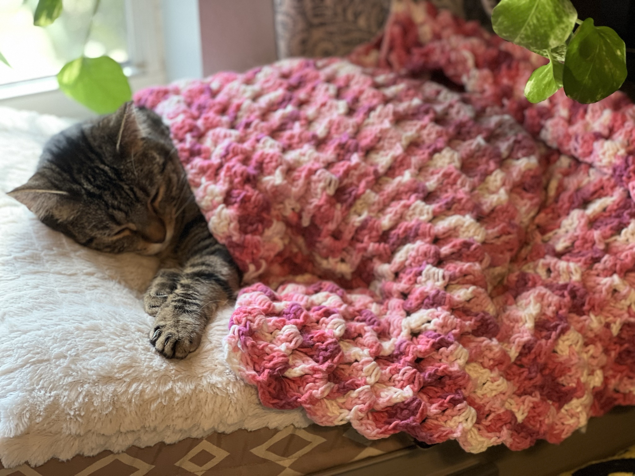 Defying resolutions: My obsession with crocheting cat items